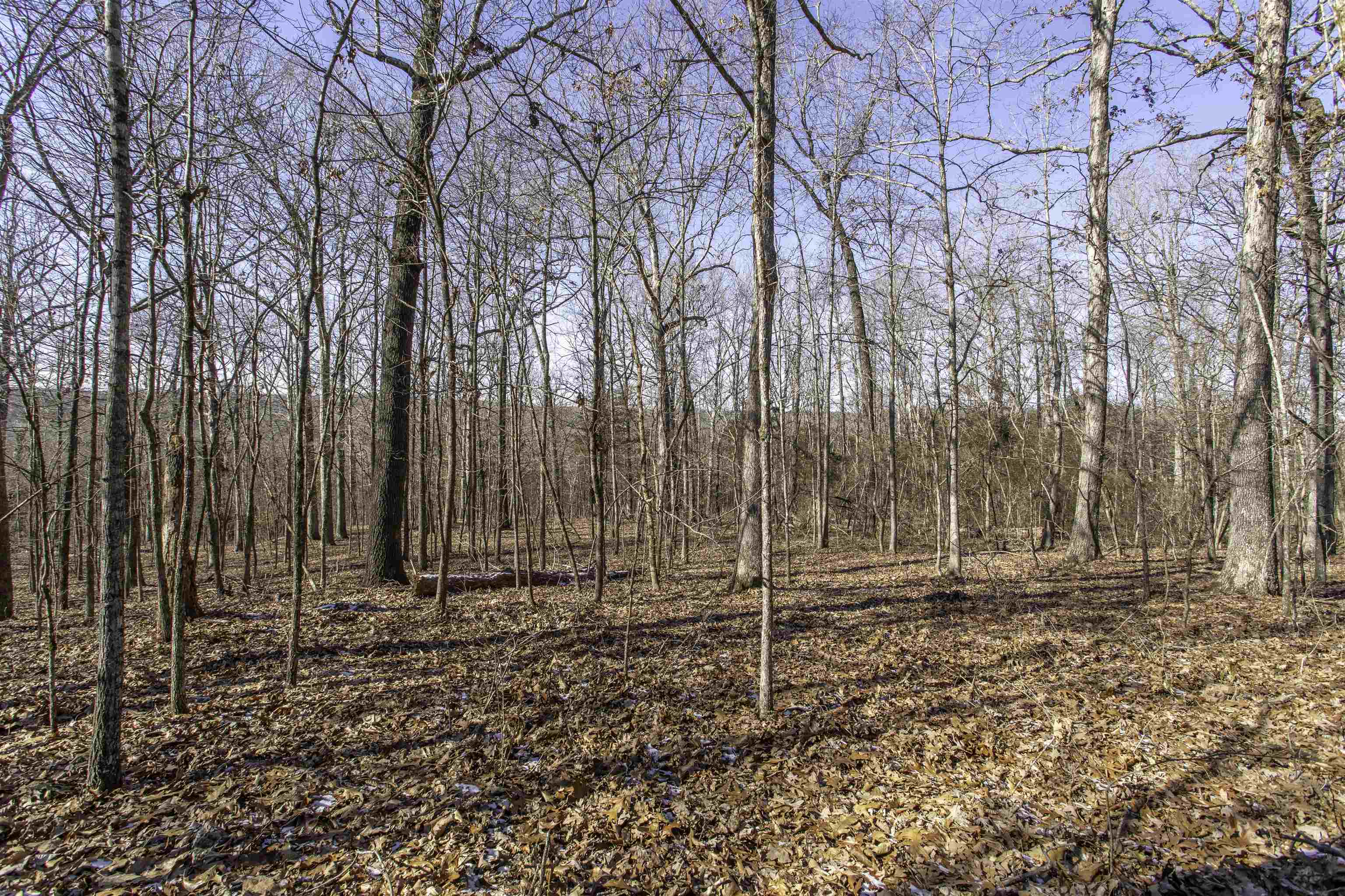 Lot 64  Big Buck  Williford, AR