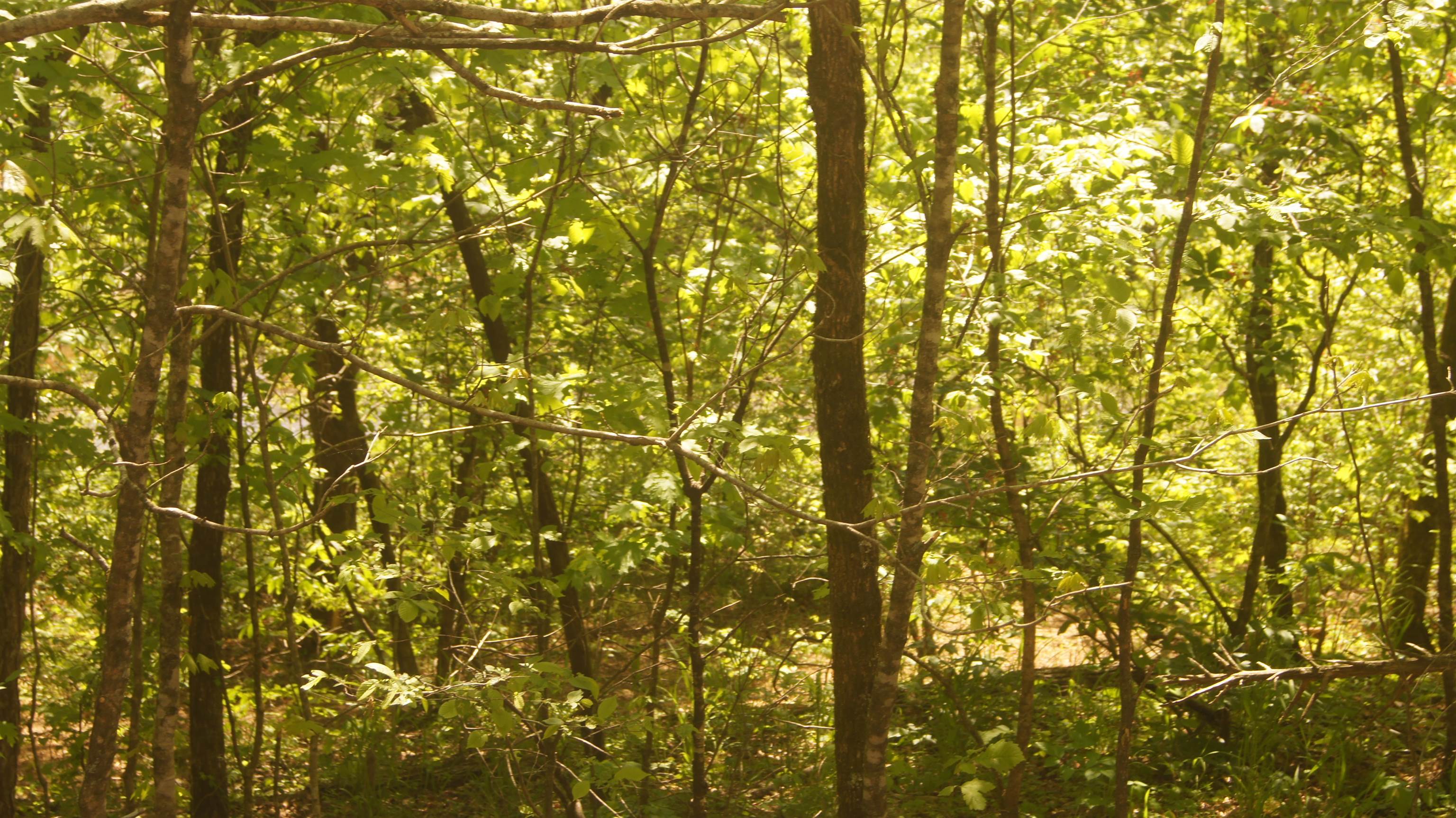 Lot 3  Booth Creek Road  Williford, AR