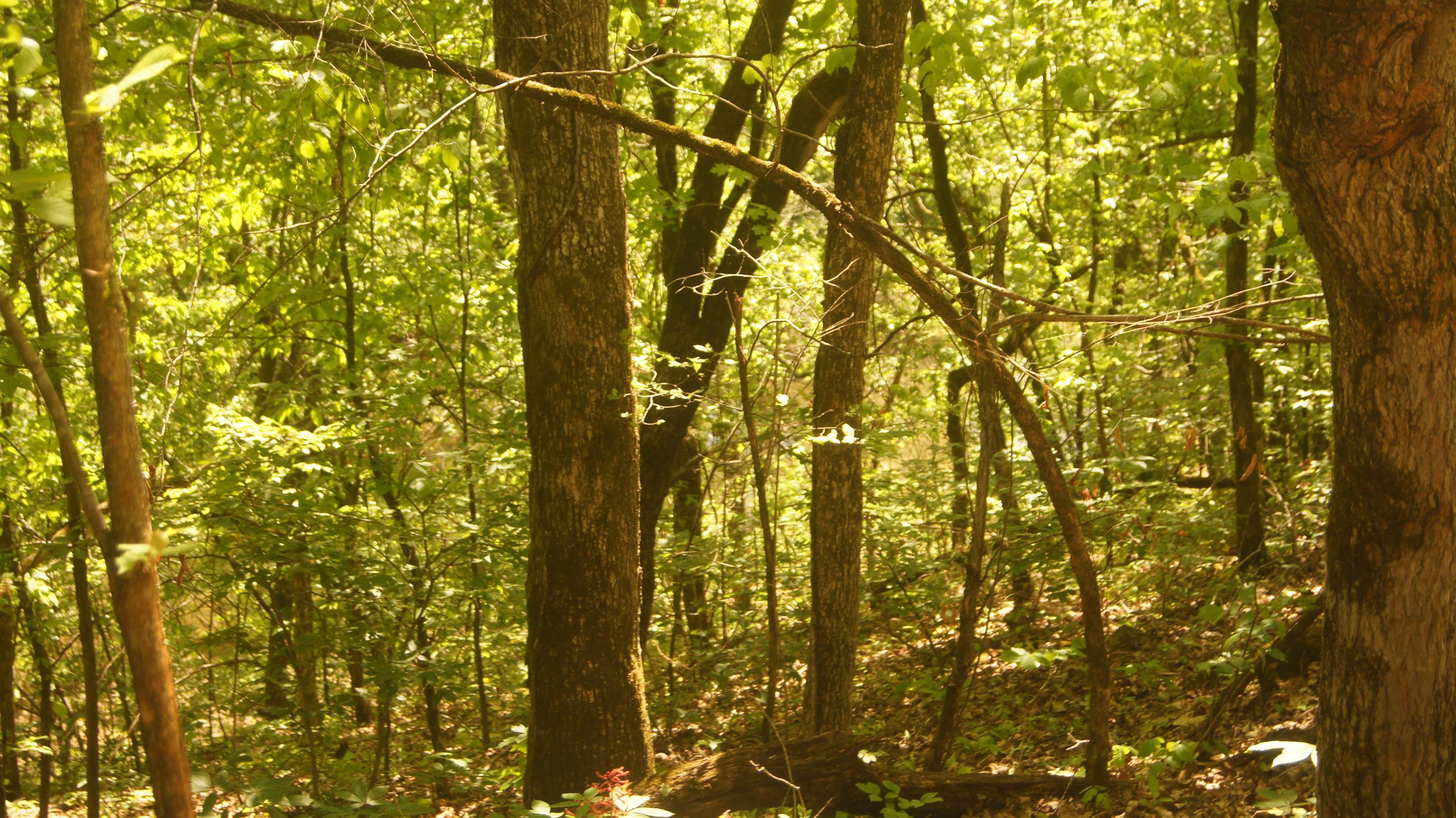 Lot 4  Booth Creek Road  Williford, AR