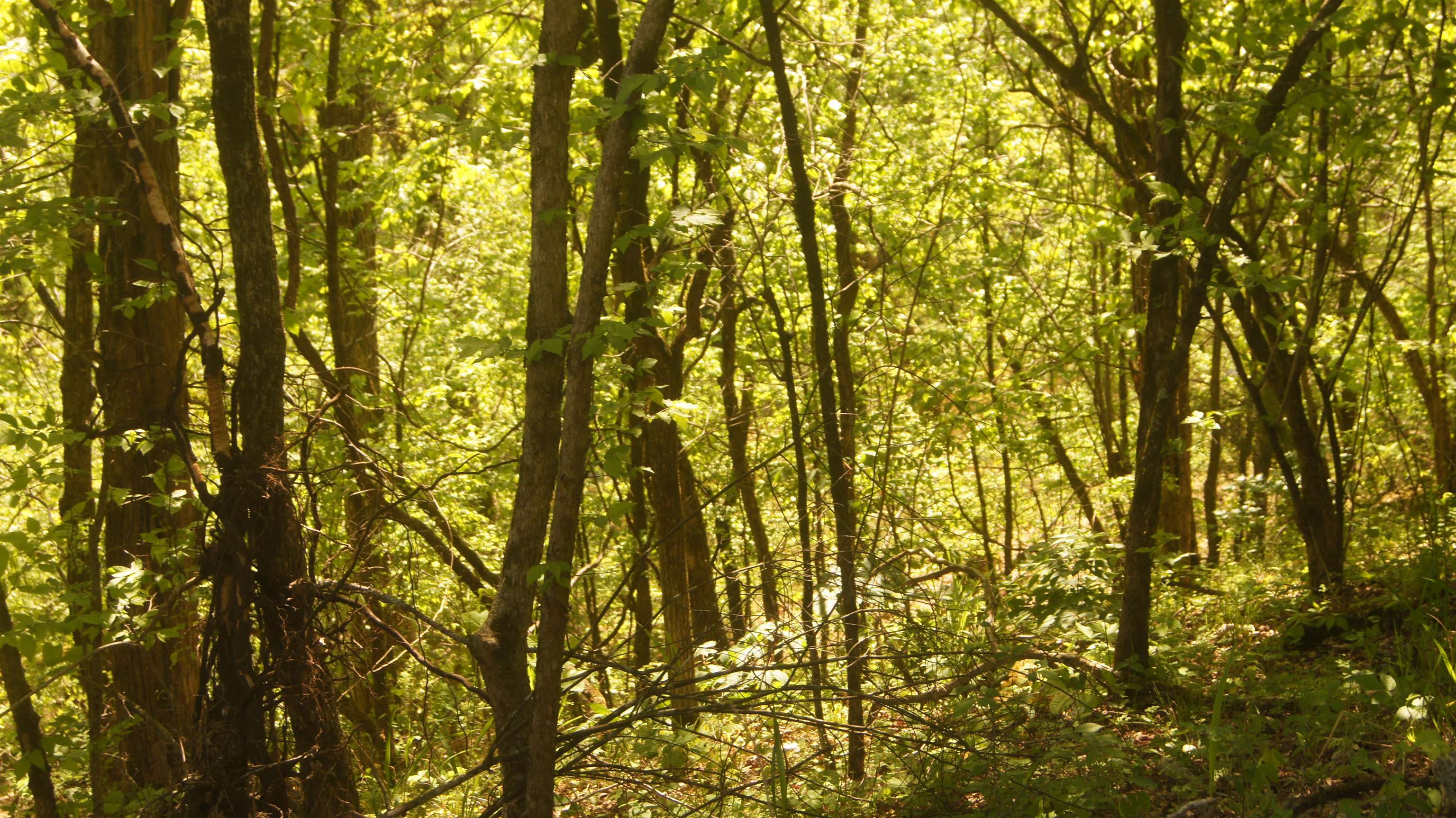 Lot 4  Booth Creek Road  Williford, AR