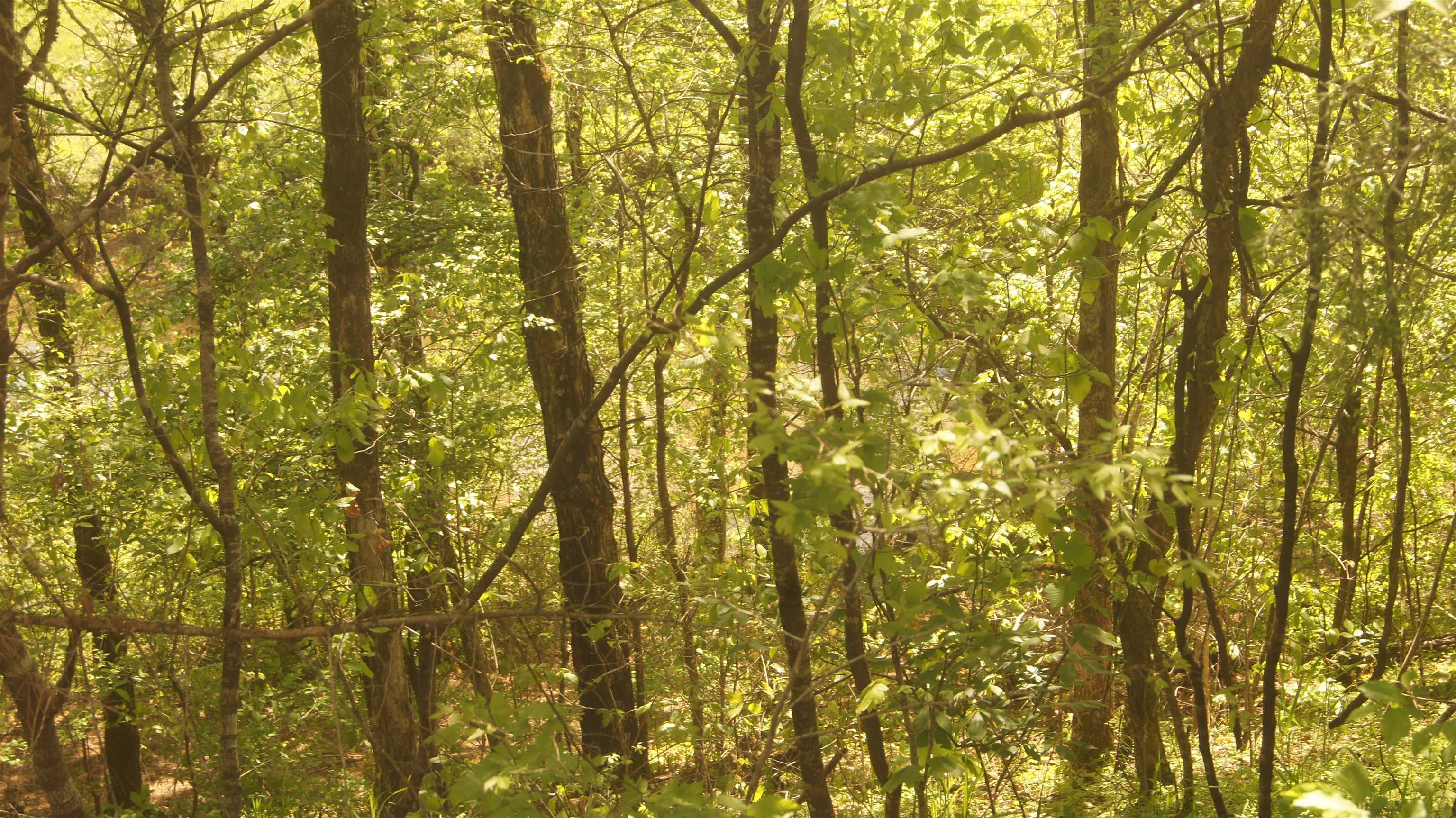 Lot 4  Booth Creek Road  Williford, AR