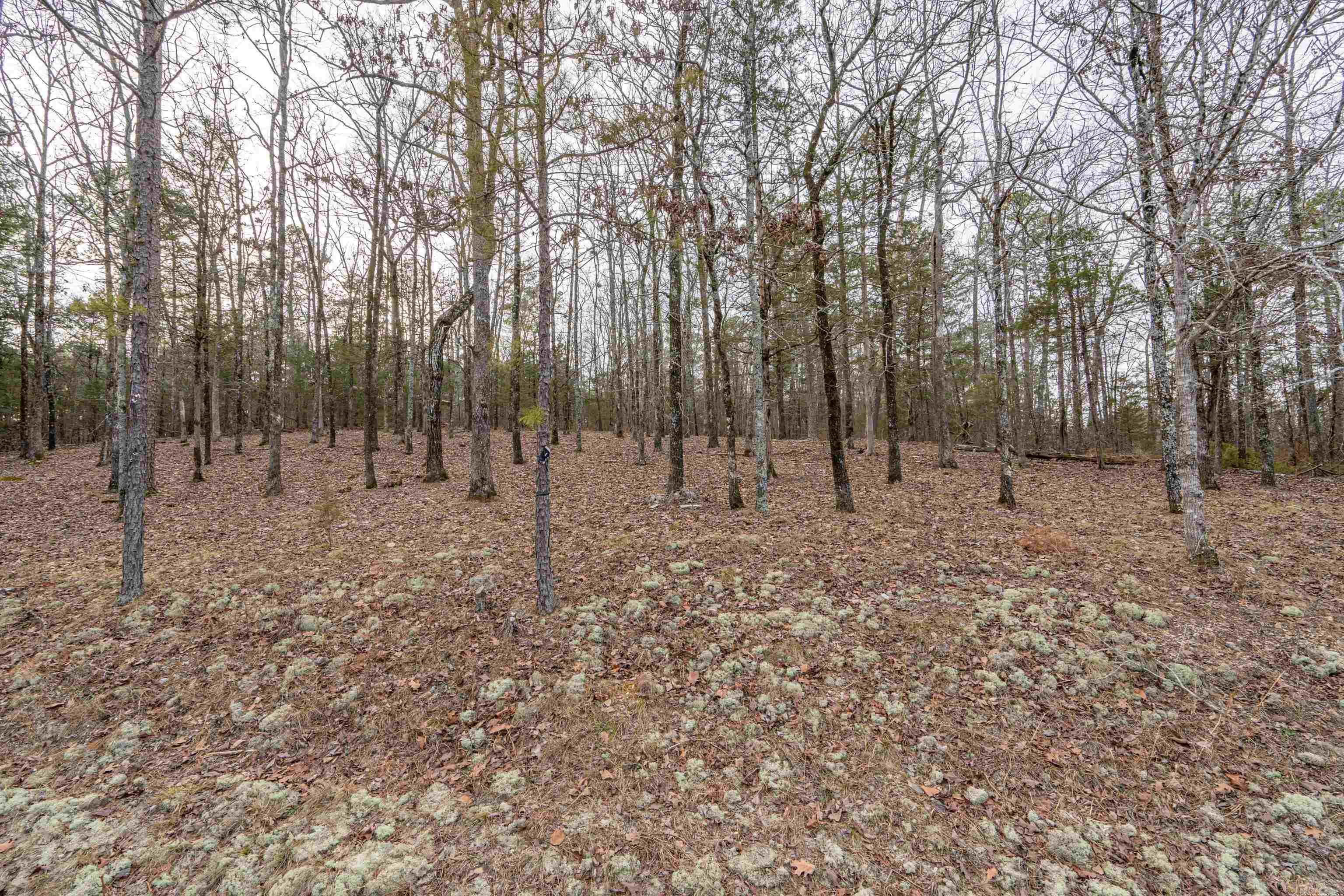 26  Levantino  Hot Springs Village, AR