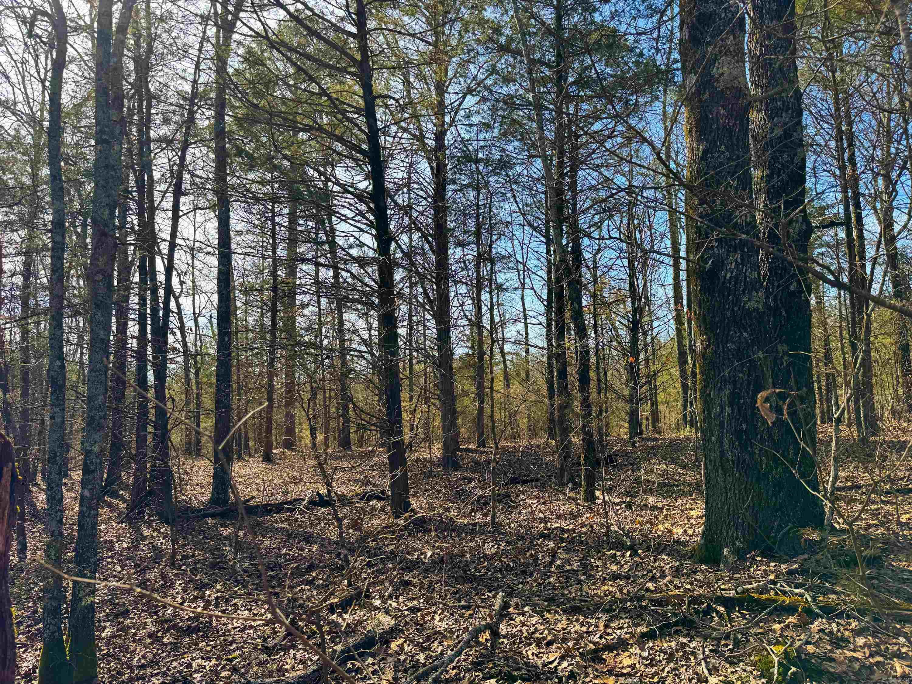 183  Old Springfield  Quitman, AR