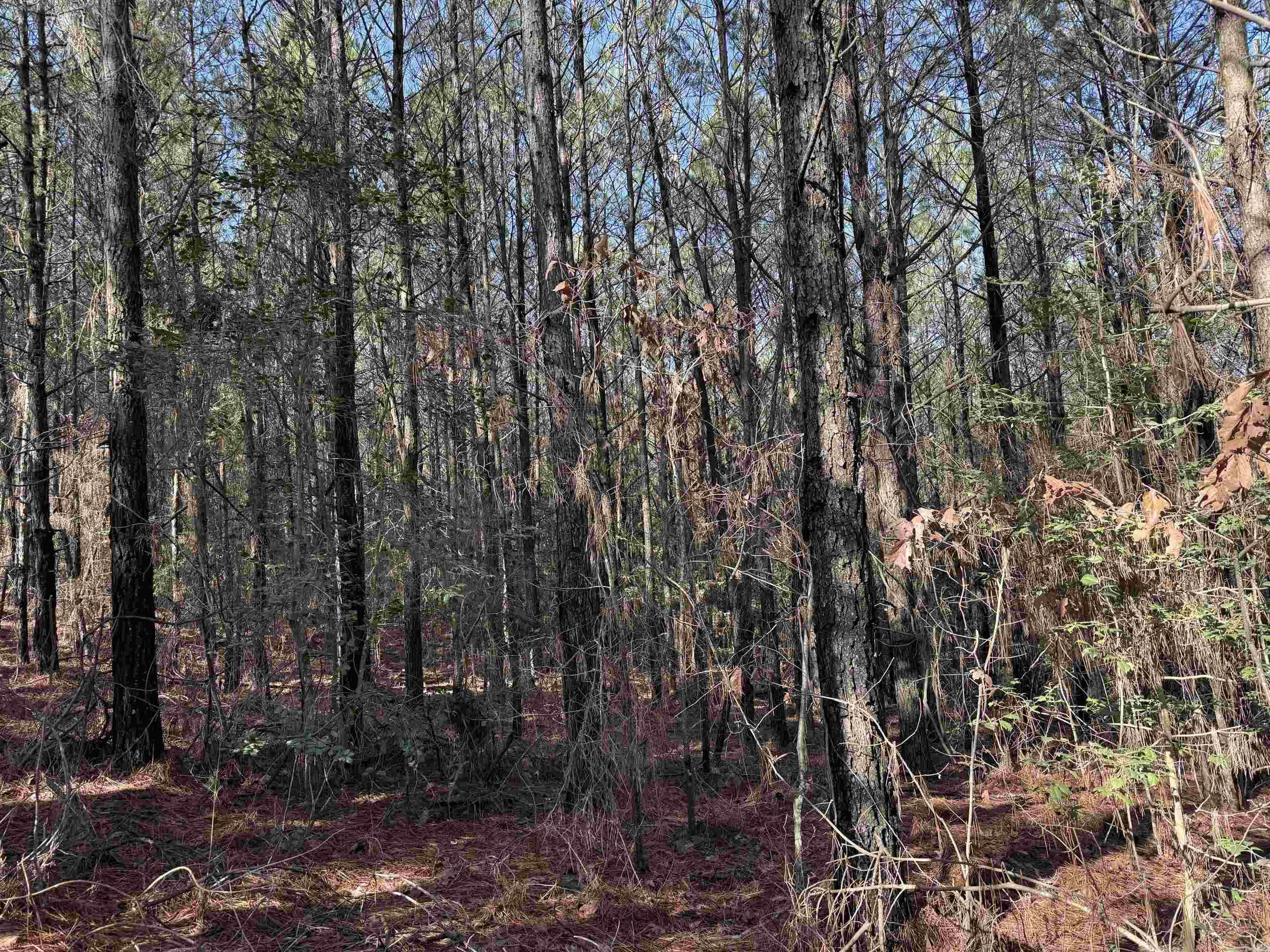 TBD  Polk Road 13  Wickes, AR