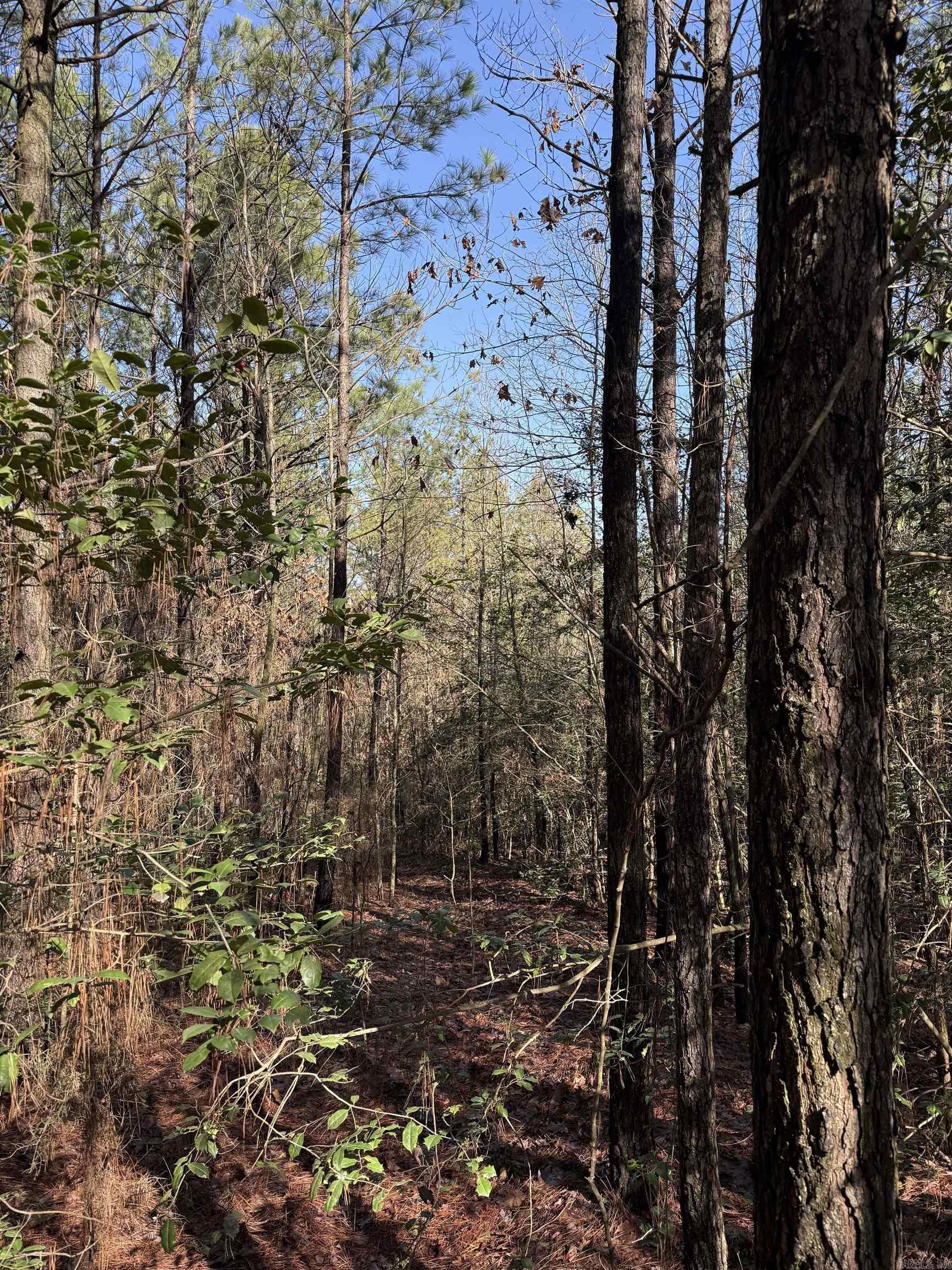 TBD  Polk Road 13  Wickes, AR
