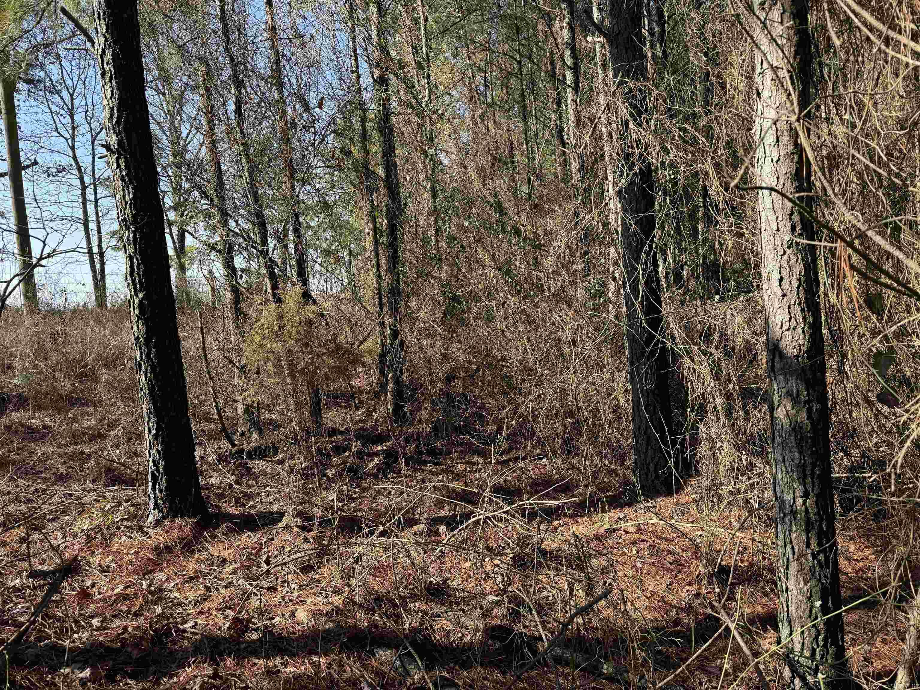 TBD  Polk Road 13  Wickes, AR