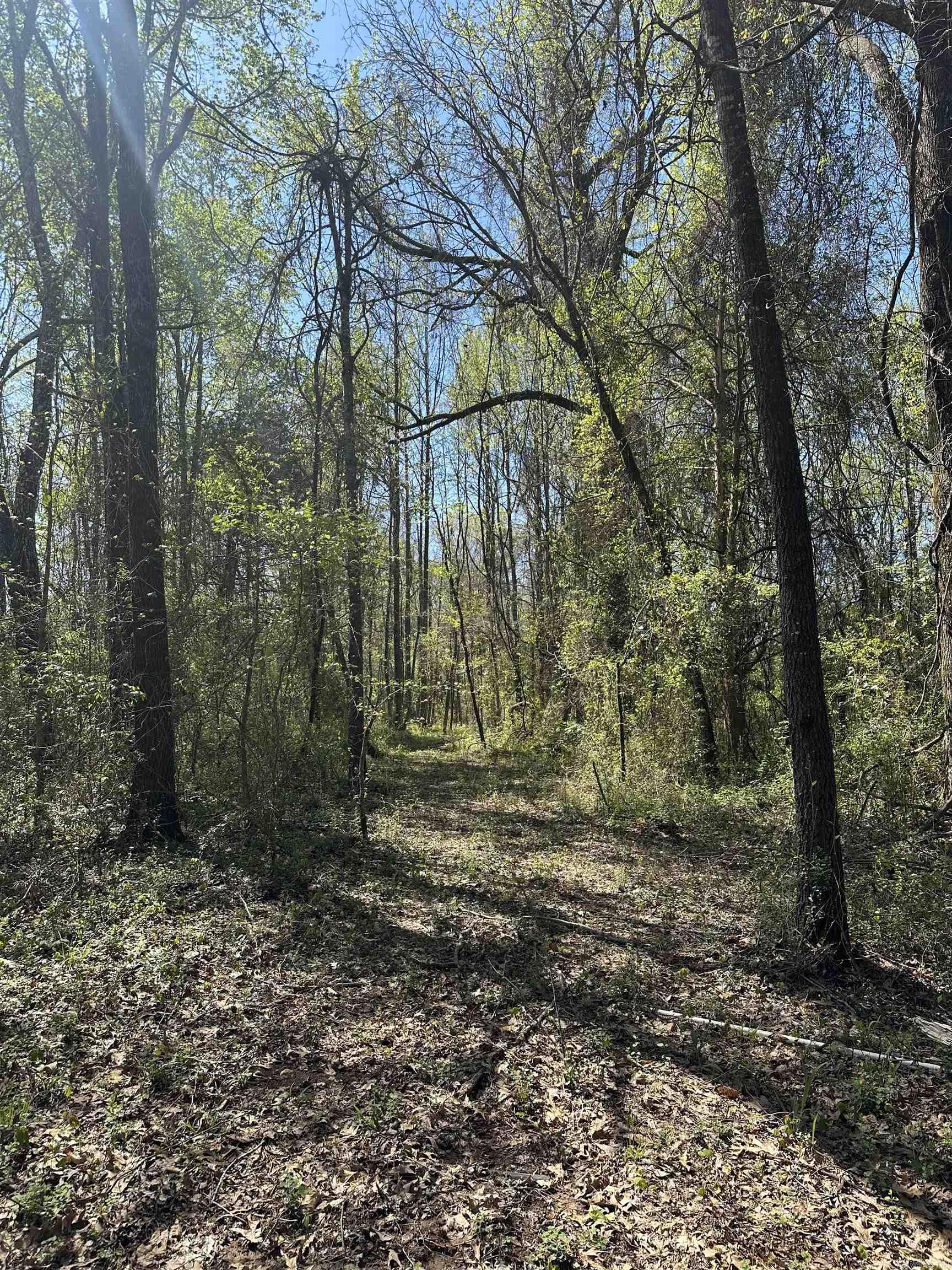 77  Garland Springs  Mt. Vernon, AR