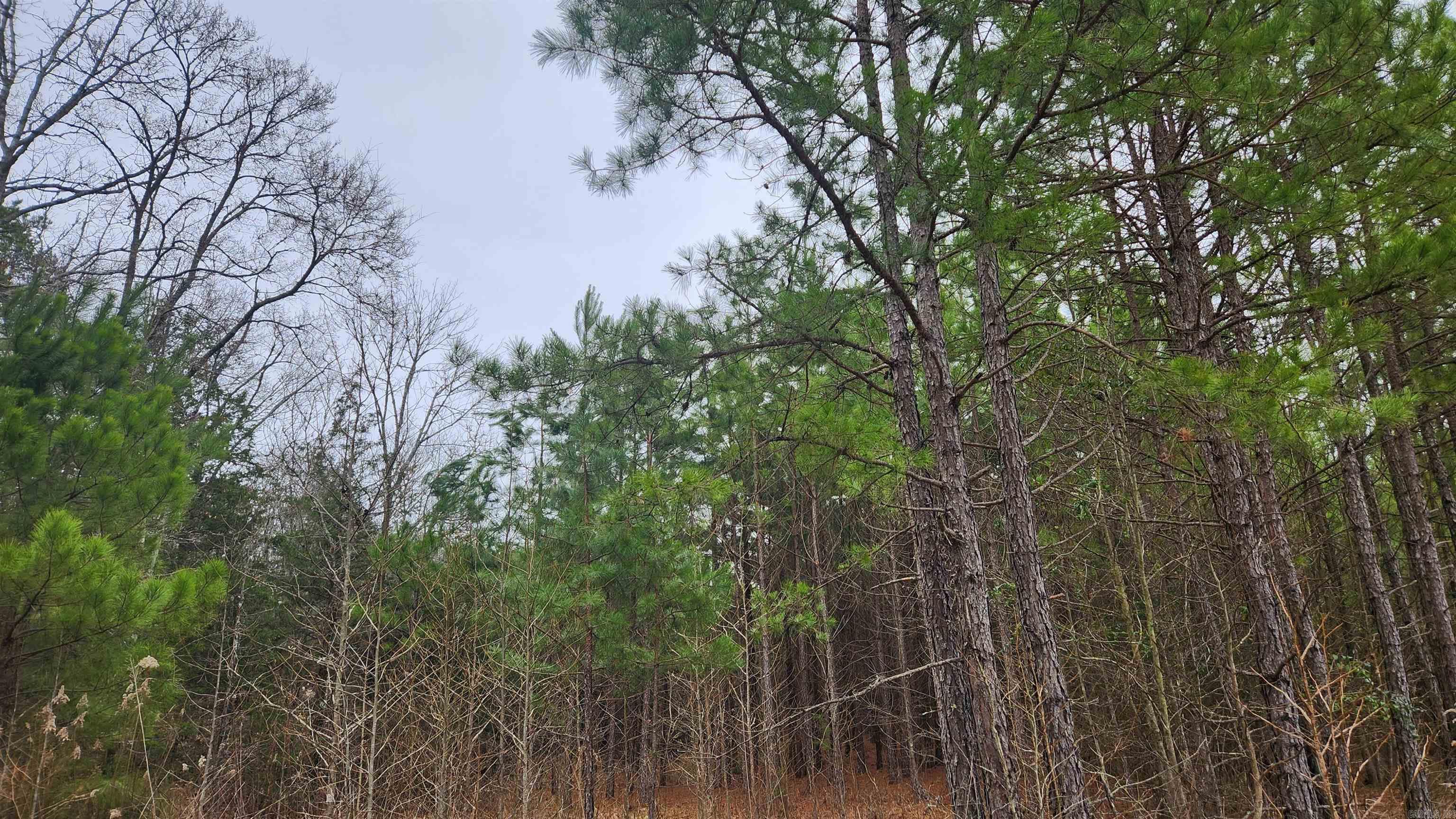 110  Lizard Lane  Story, AR
