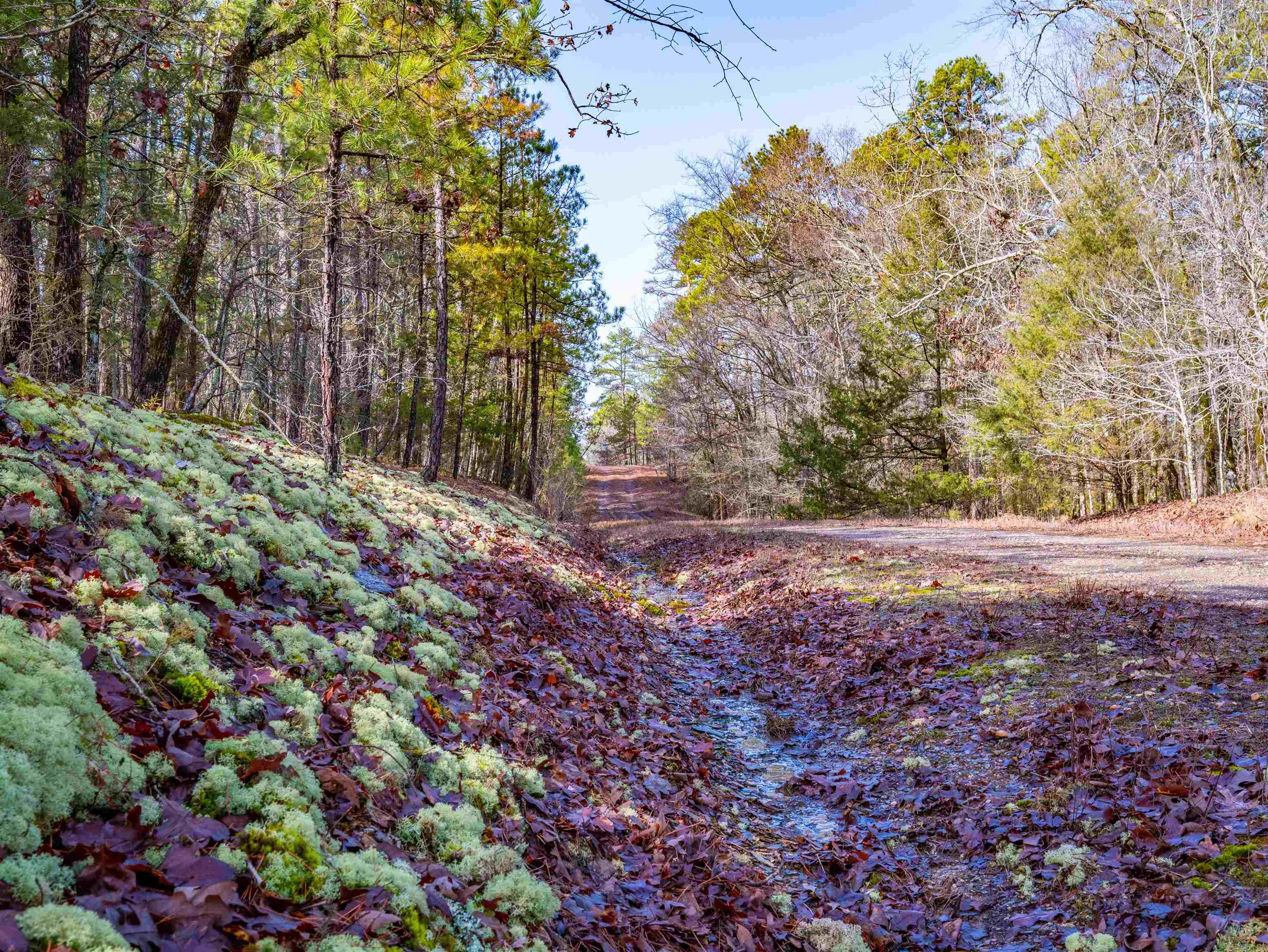 25  Lavanda  Hot Springs Village, AR