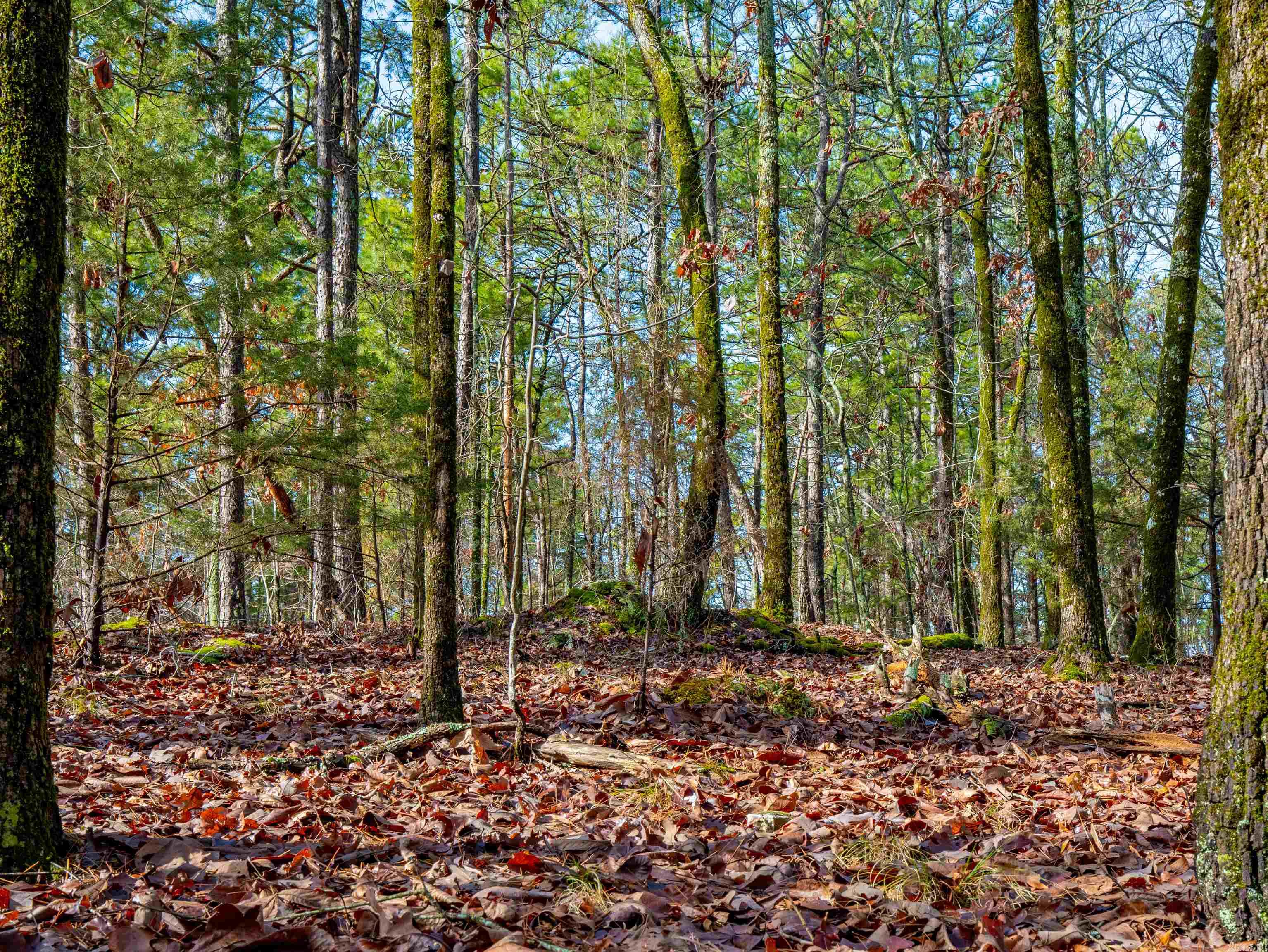 25  Lavanda  Hot Springs Village, AR