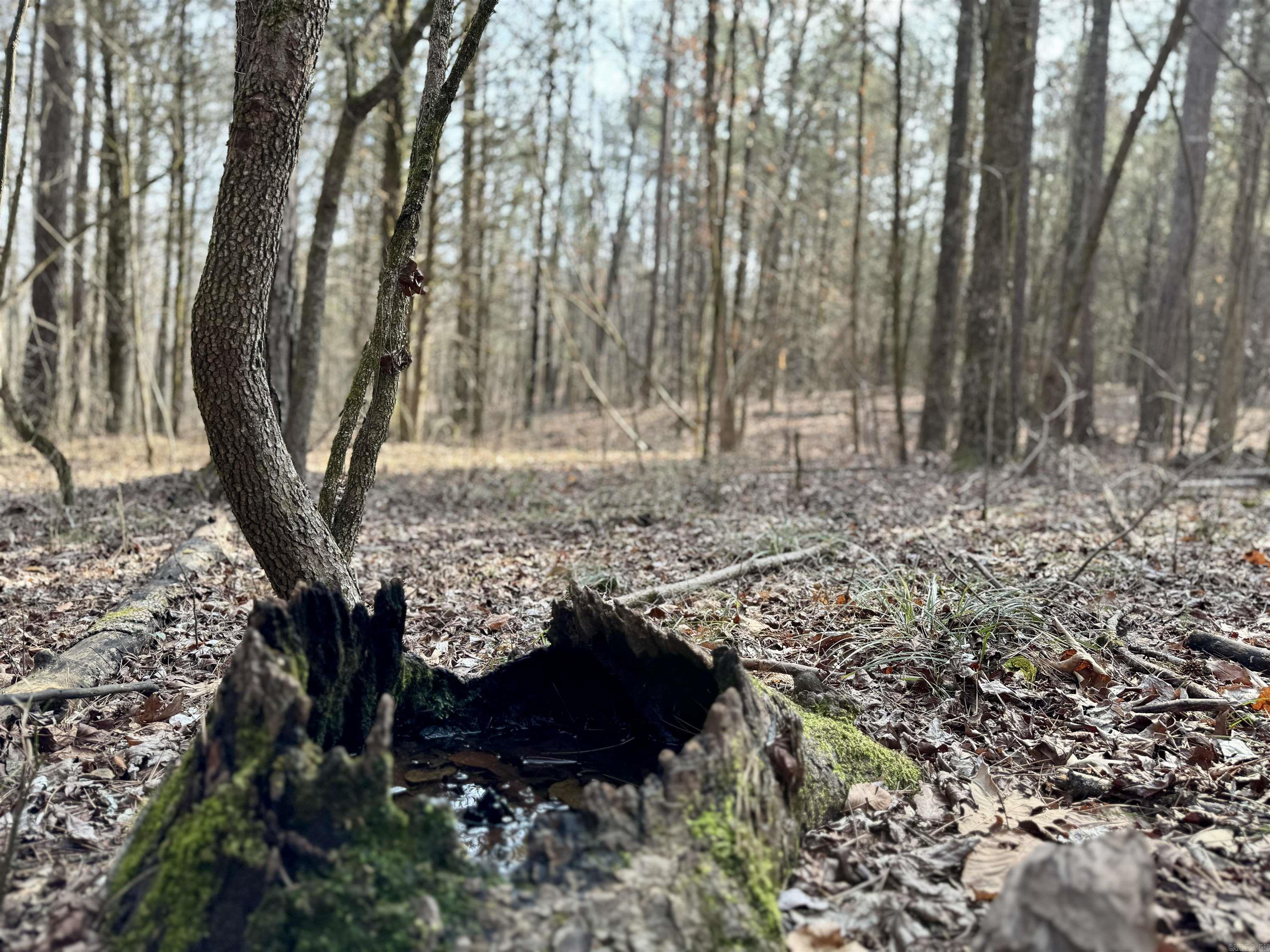 3306  Black Hill Road  Bee Branch, AR