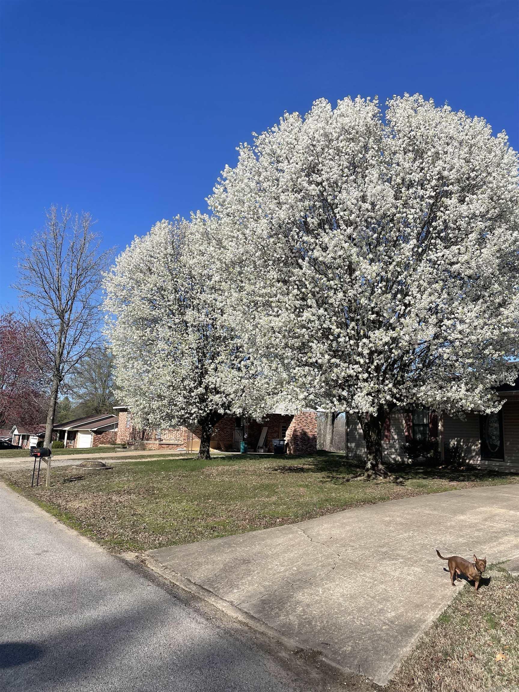 435  Ann  Piggott, AR