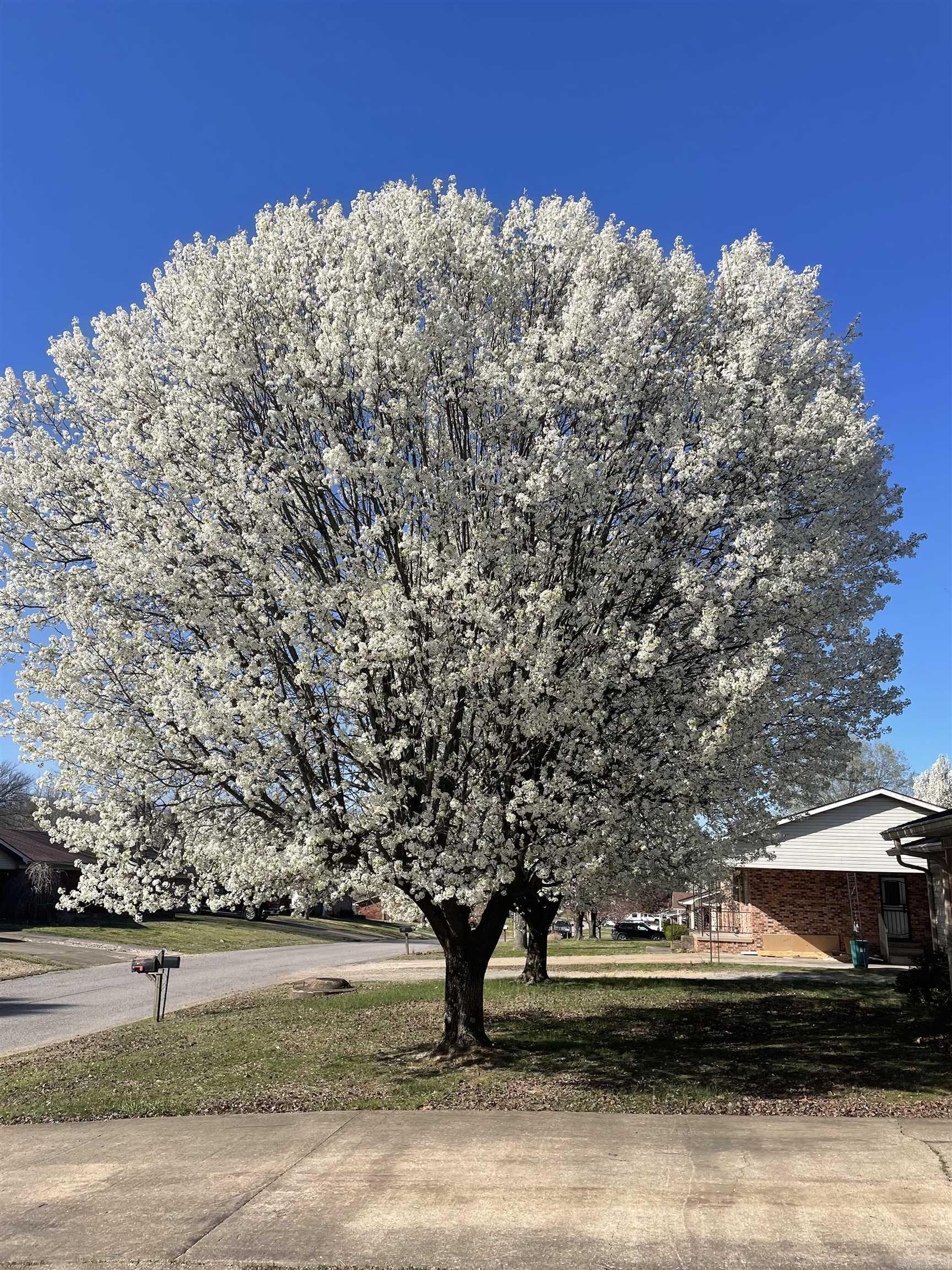 435  Ann  Piggott, AR