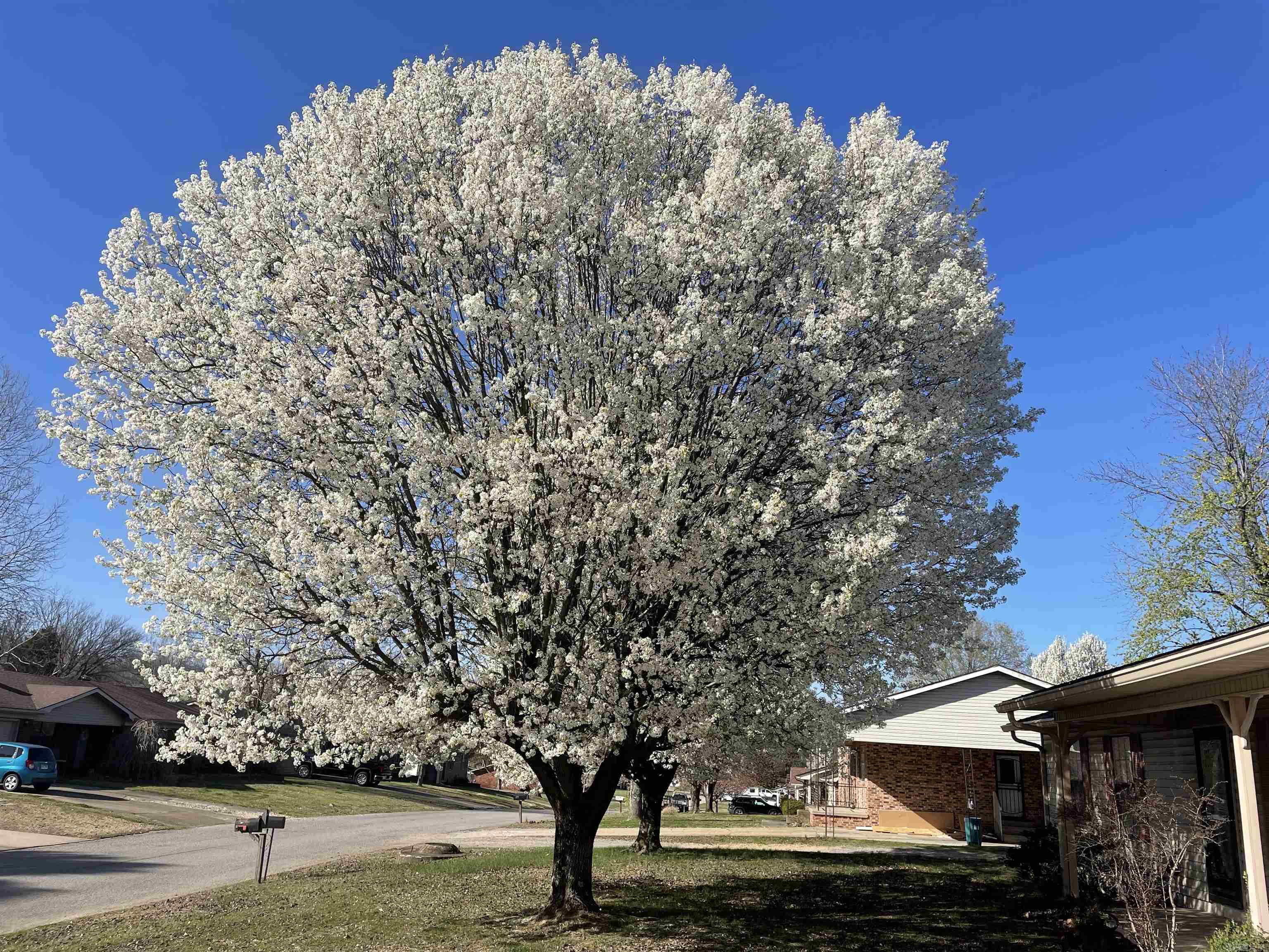 435  Ann  Piggott, AR