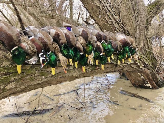 10 S Ives  Roe, AR