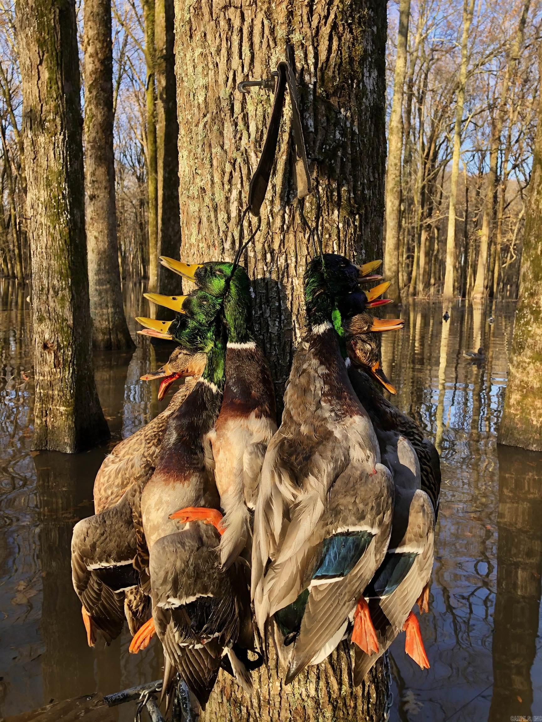 10 S Ives  Roe, AR