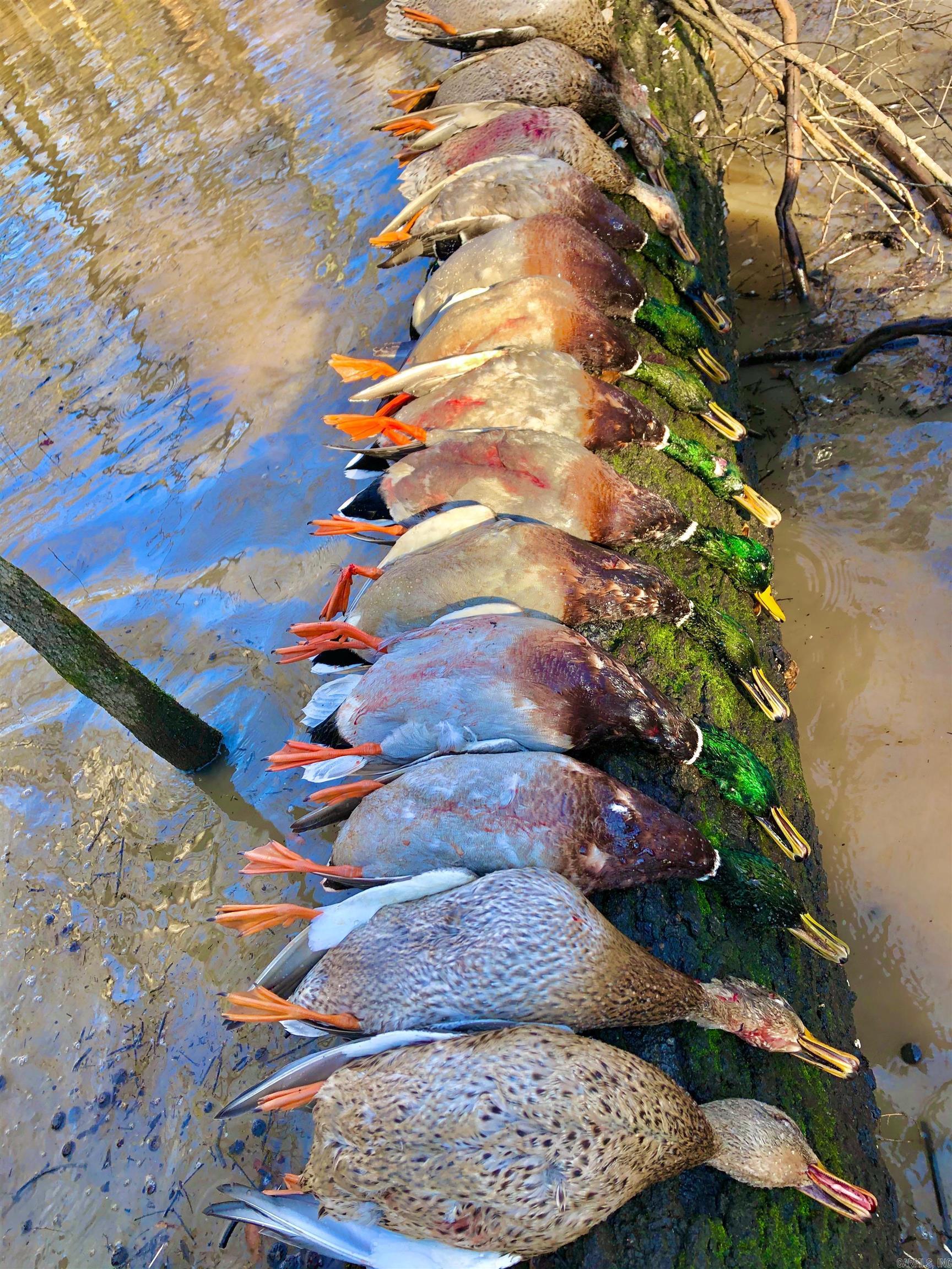 10 S Ives  Roe, AR