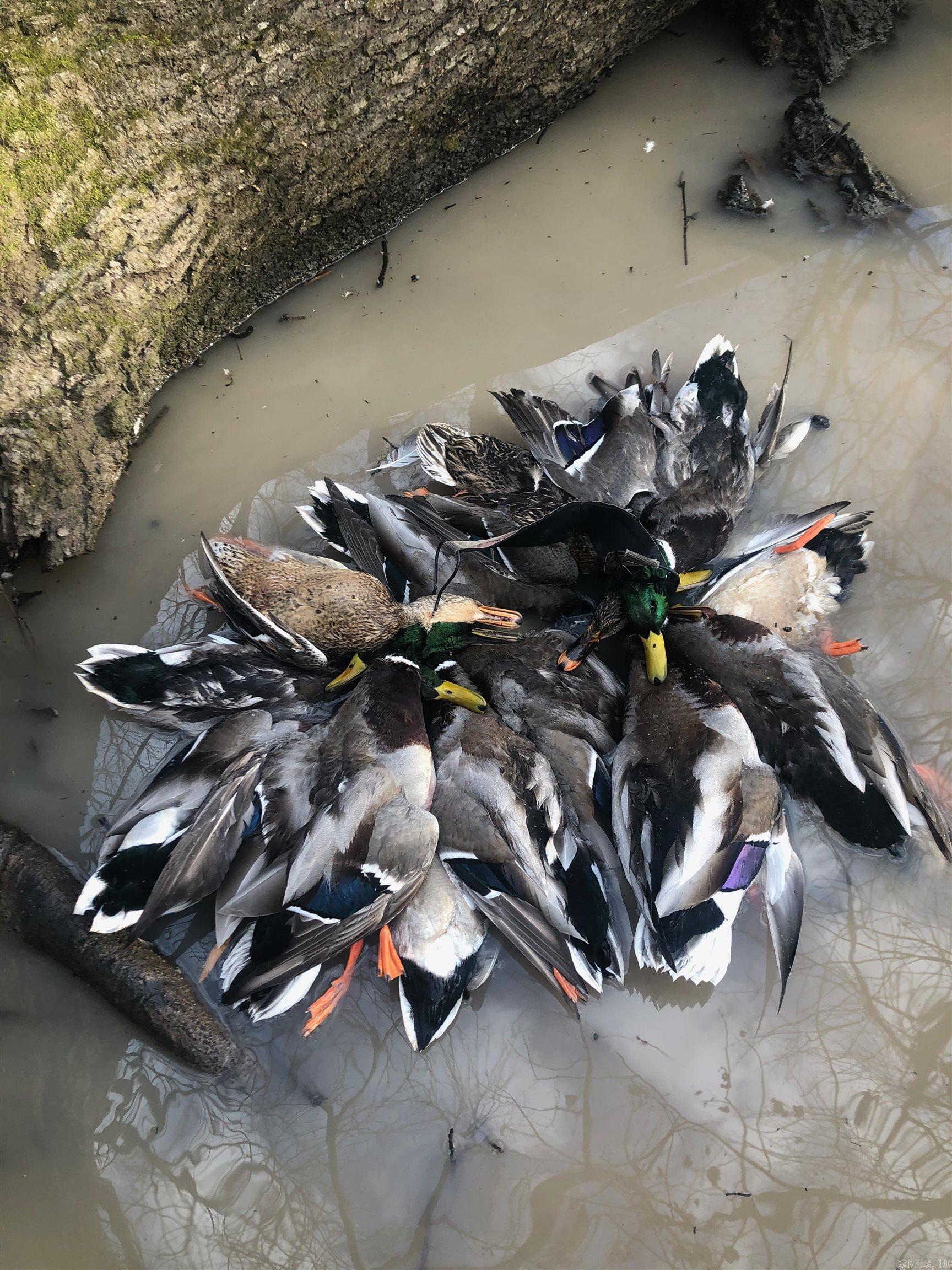 10 S Ives  Roe, AR