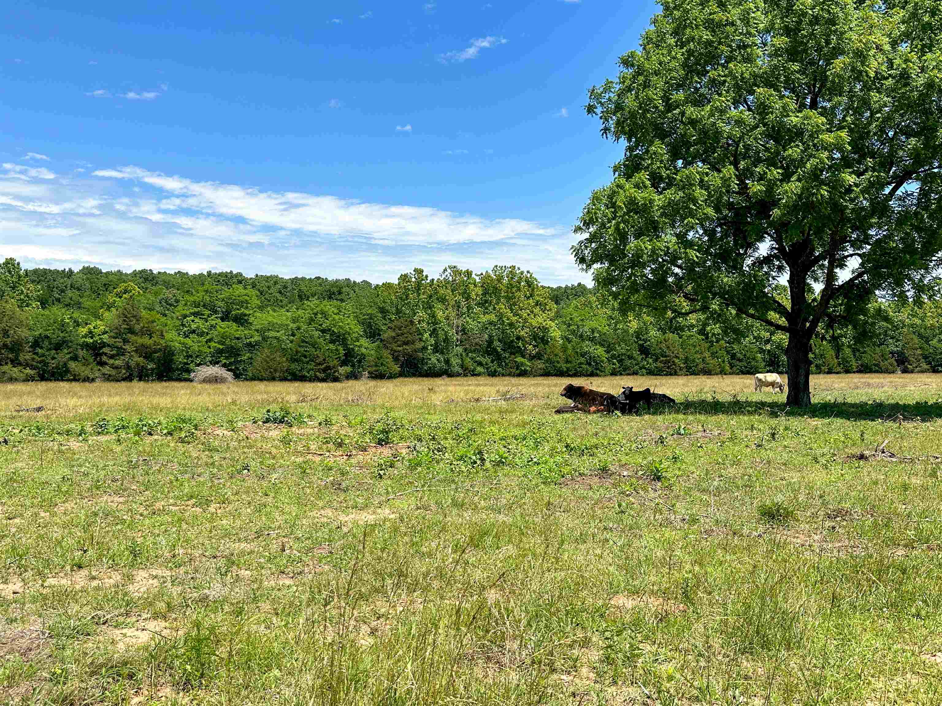4115  Johnson View  Wiseman, AR