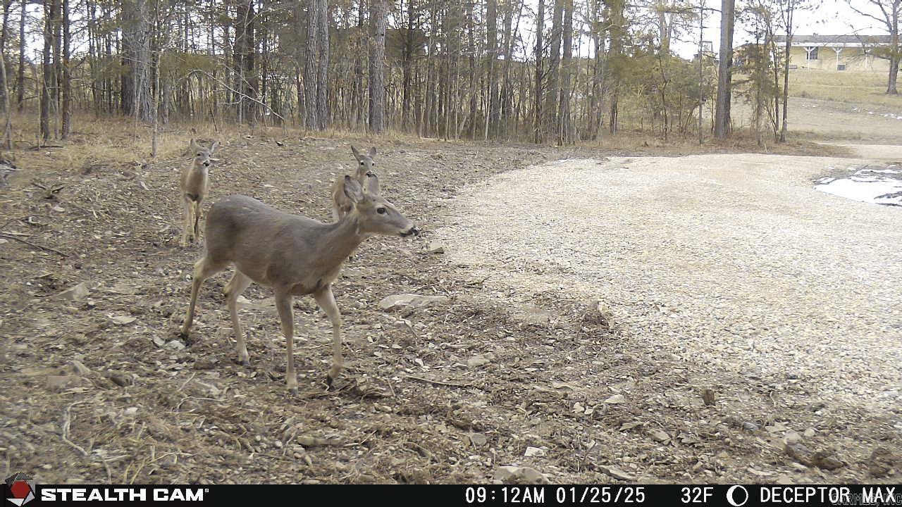 1028  Red Wings  Bismarck, AR