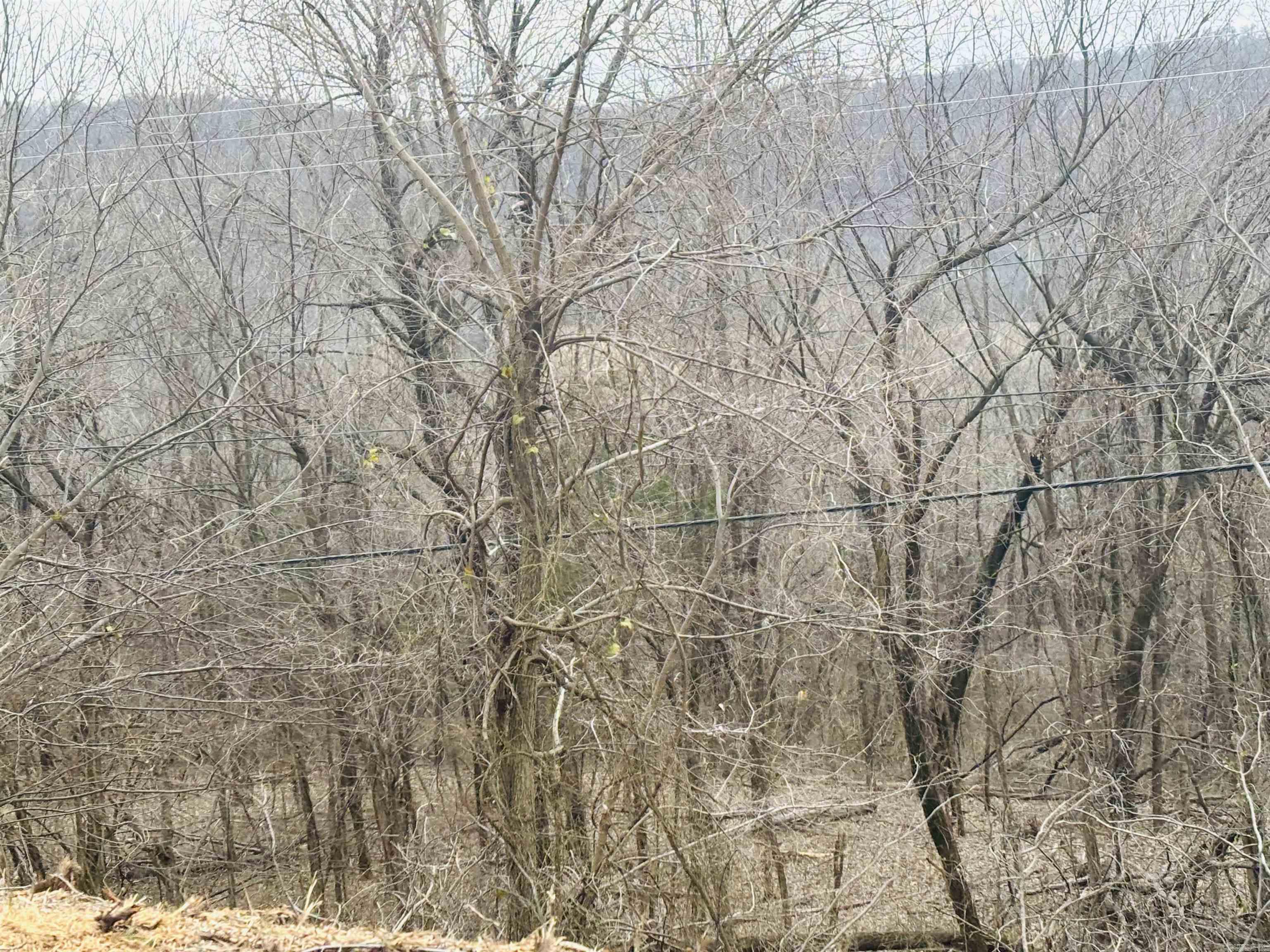 509  Range (w/Hwy 65 frontage acres)  Marshall, AR