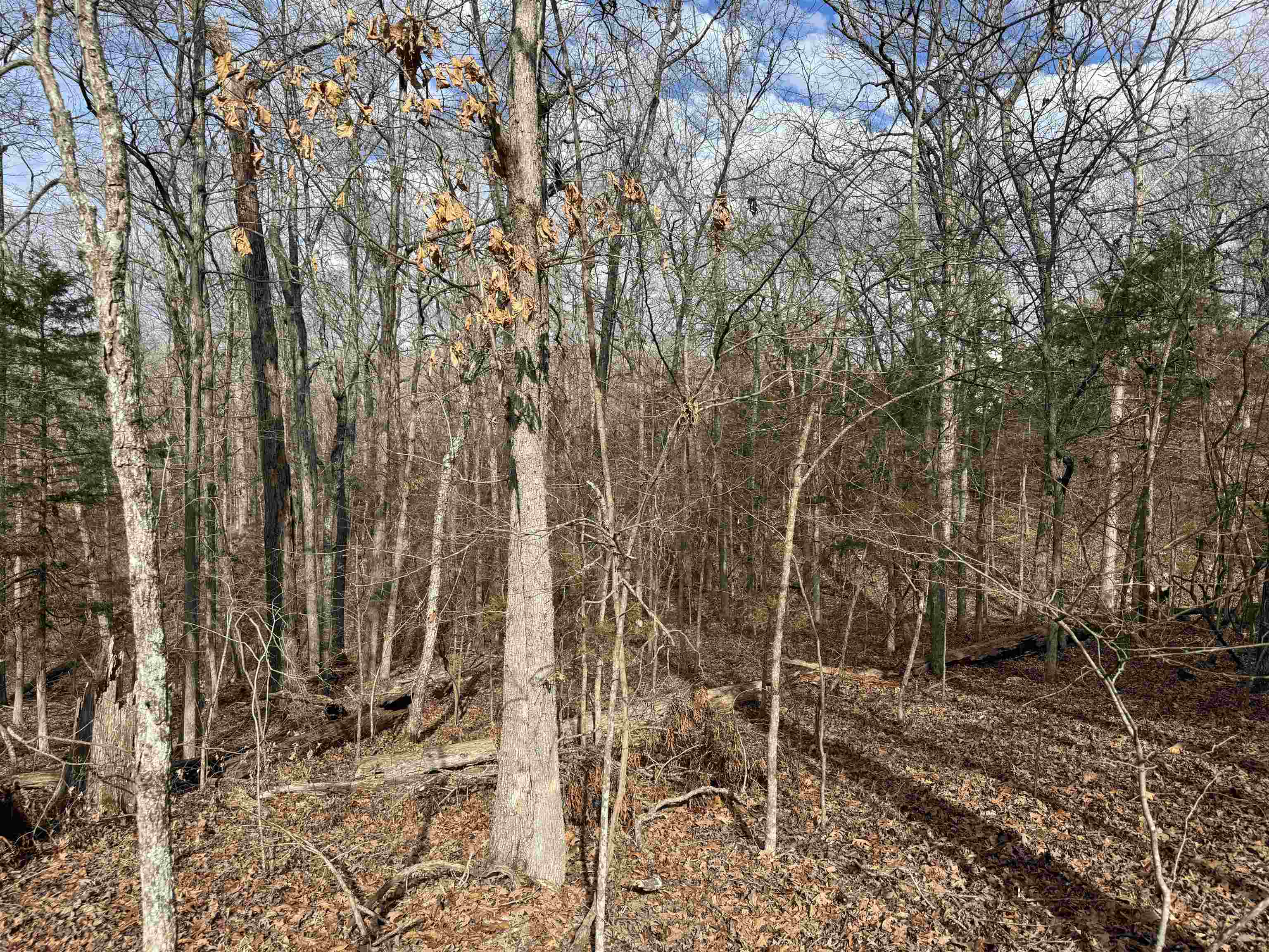 00  Alta Vista  Bull Shoals, AR