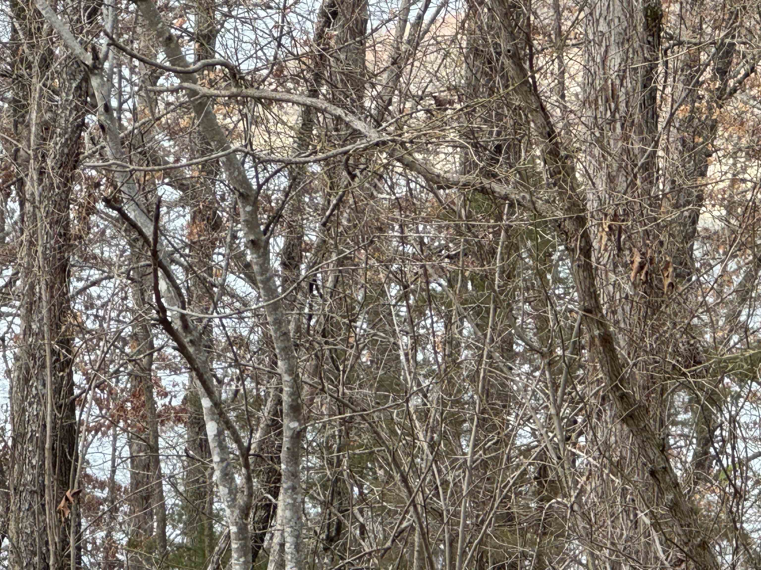 00  Alta Vista  Bull Shoals, AR