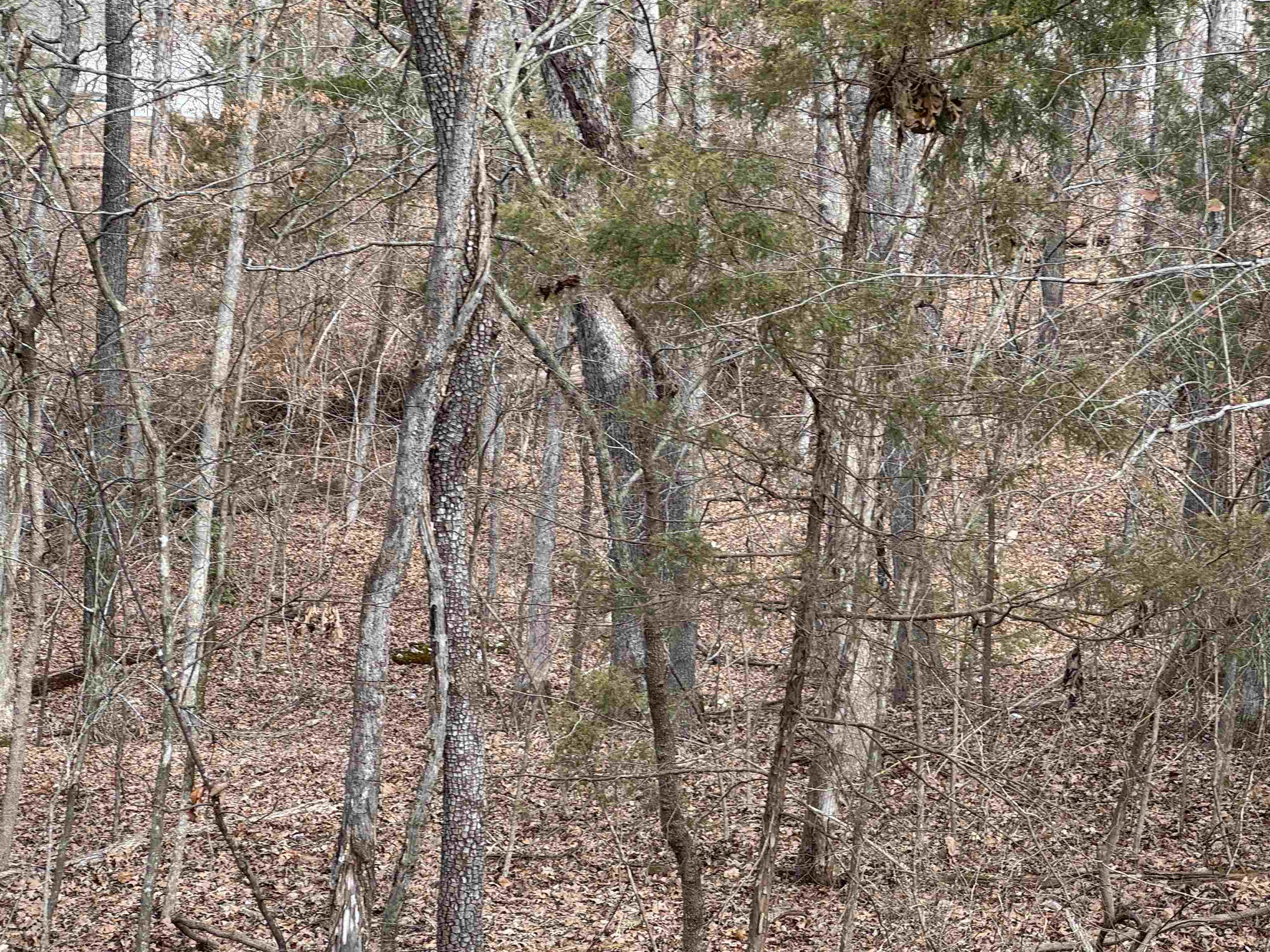 00  Alta Vista  Bull Shoals, AR