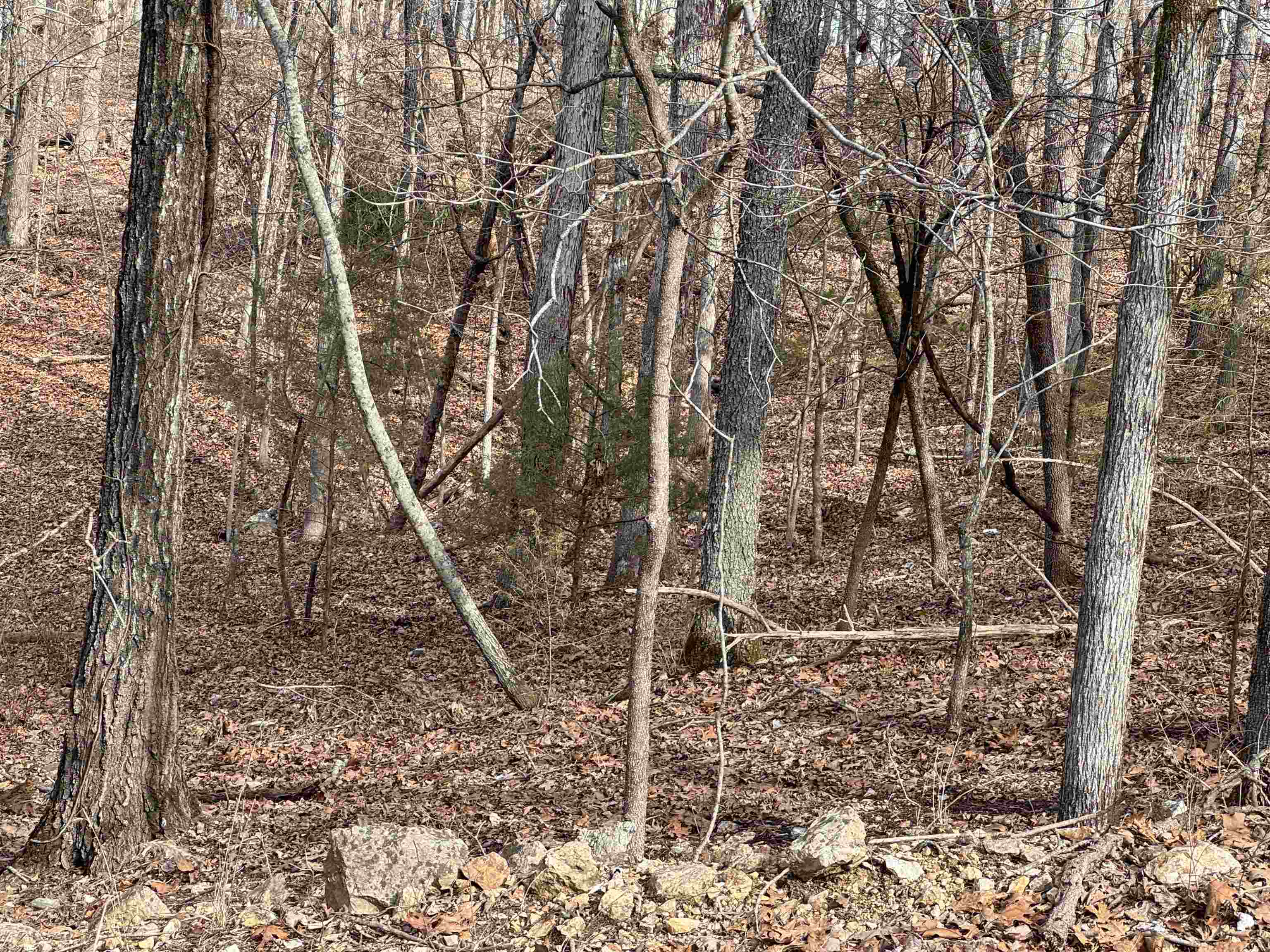 00  Alta Vista  Bull Shoals, AR