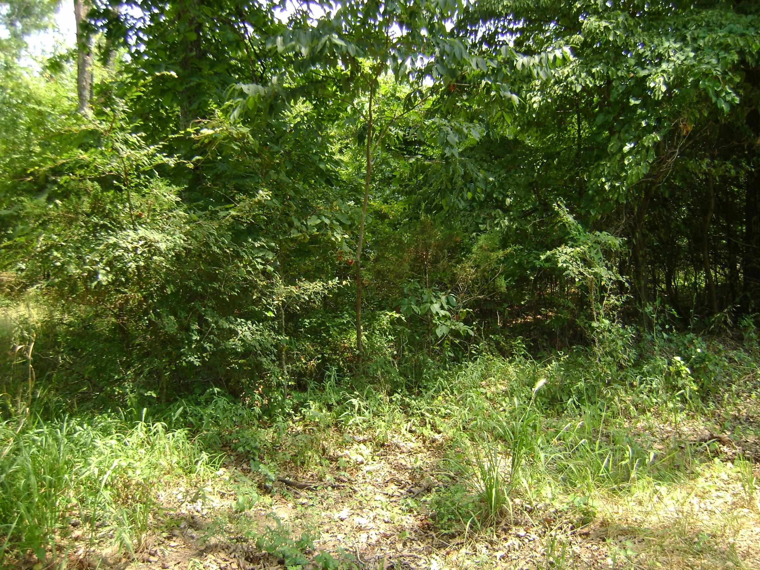 206 & 208 Wedge Road  Horseshoe Bend, AR