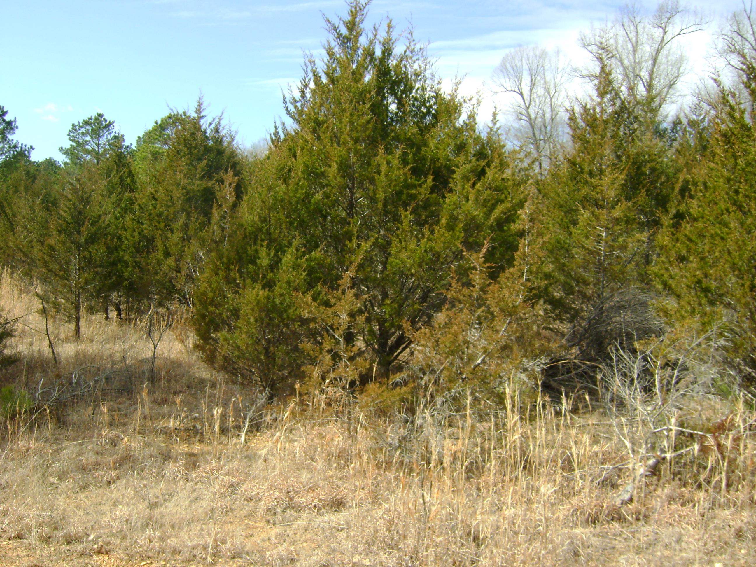 206 & 208 Wedge Road  Horseshoe Bend, AR