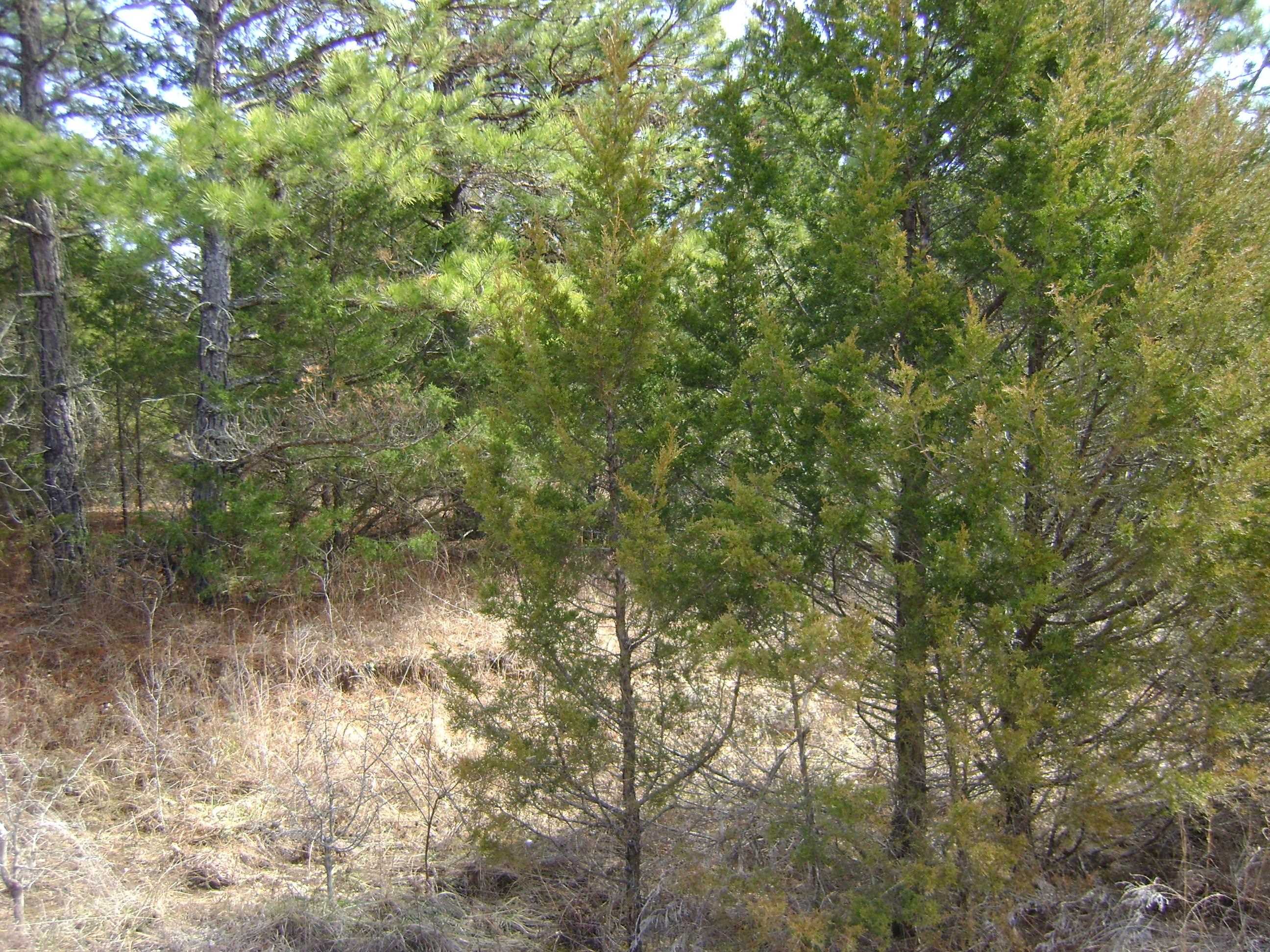 206 & 208 Wedge Road  Horseshoe Bend, AR