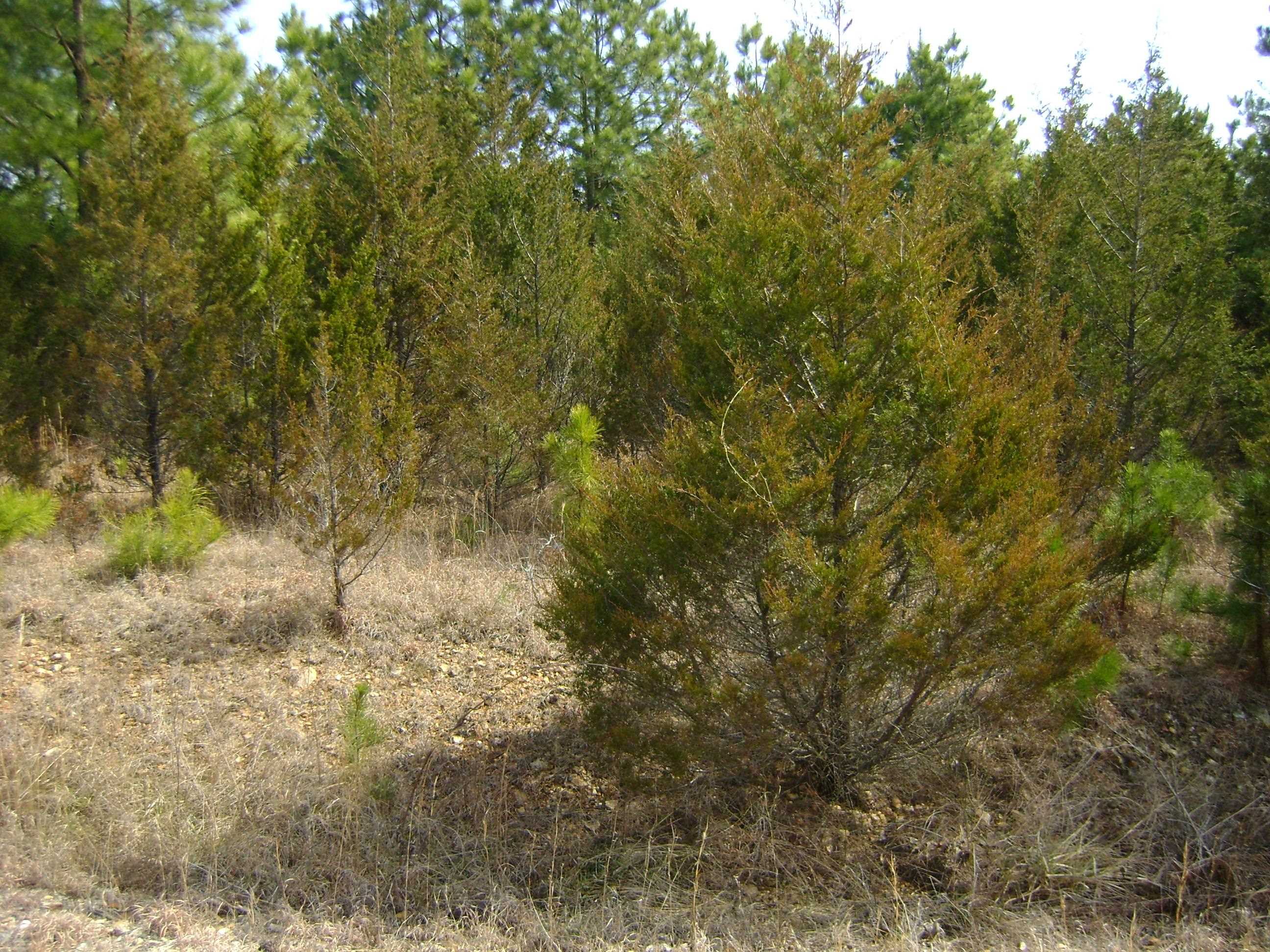 206 & 208 Wedge Road  Horseshoe Bend, AR