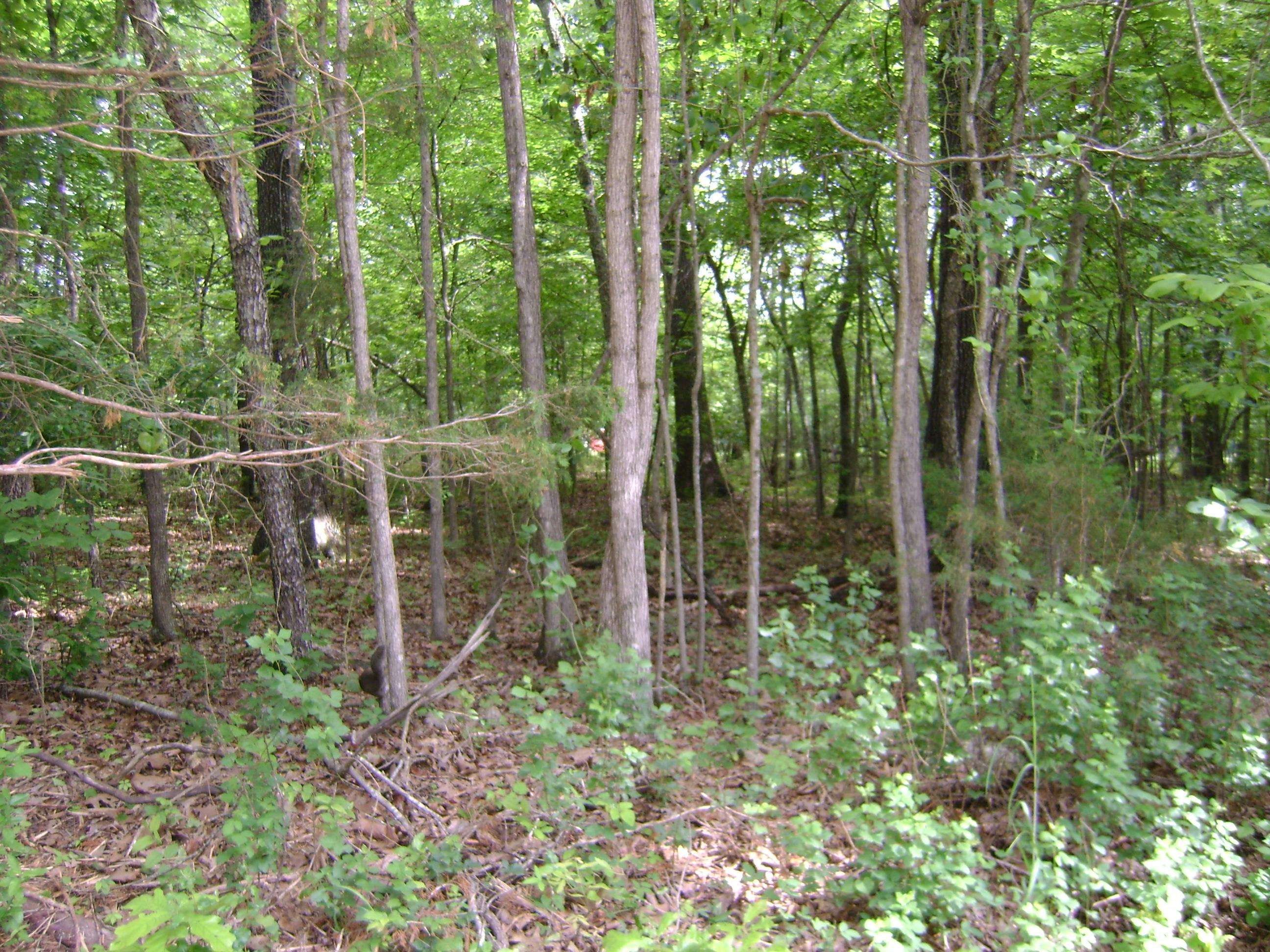 206 & 208 Wedge Road  Horseshoe Bend, AR