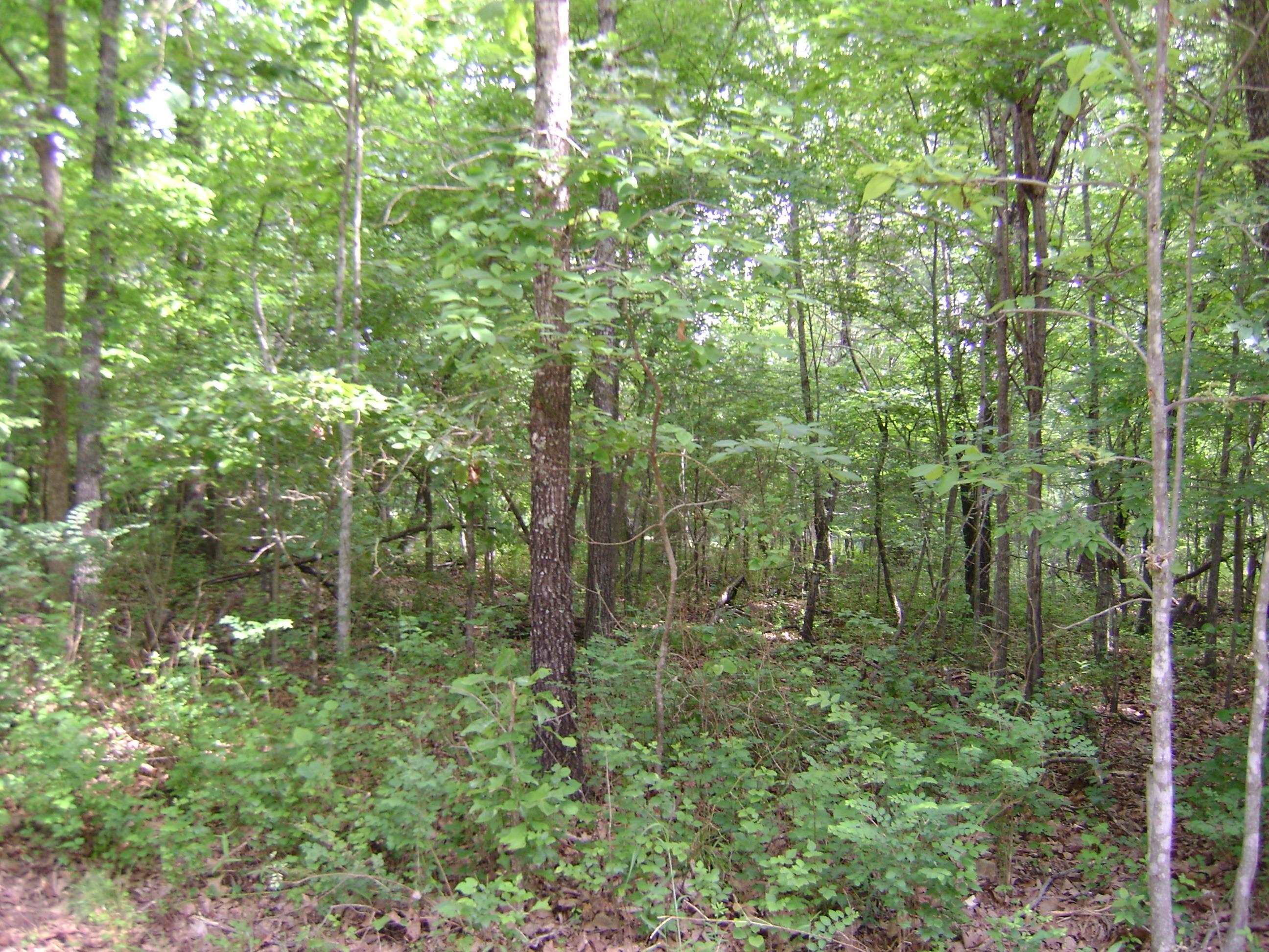 206 & 208 Wedge Road  Horseshoe Bend, AR