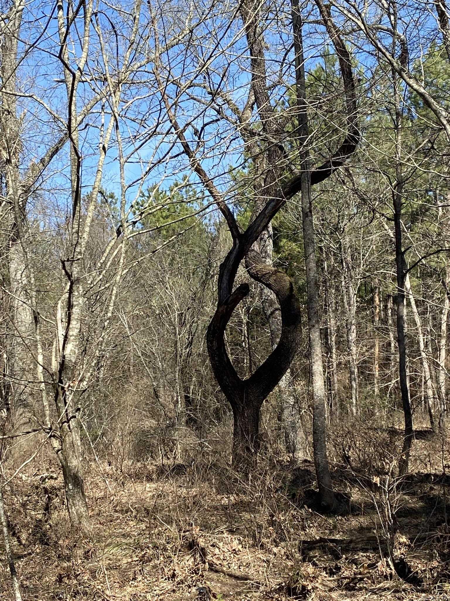 Tract S  Polk Road 31  Cove, AR