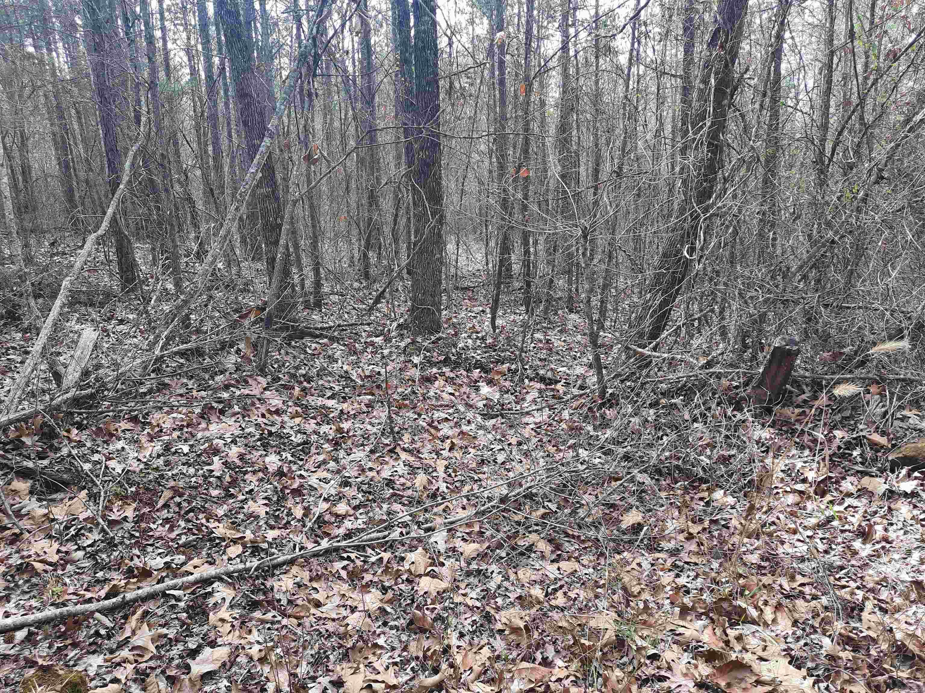 000  Lute Mountain  Shirley, AR