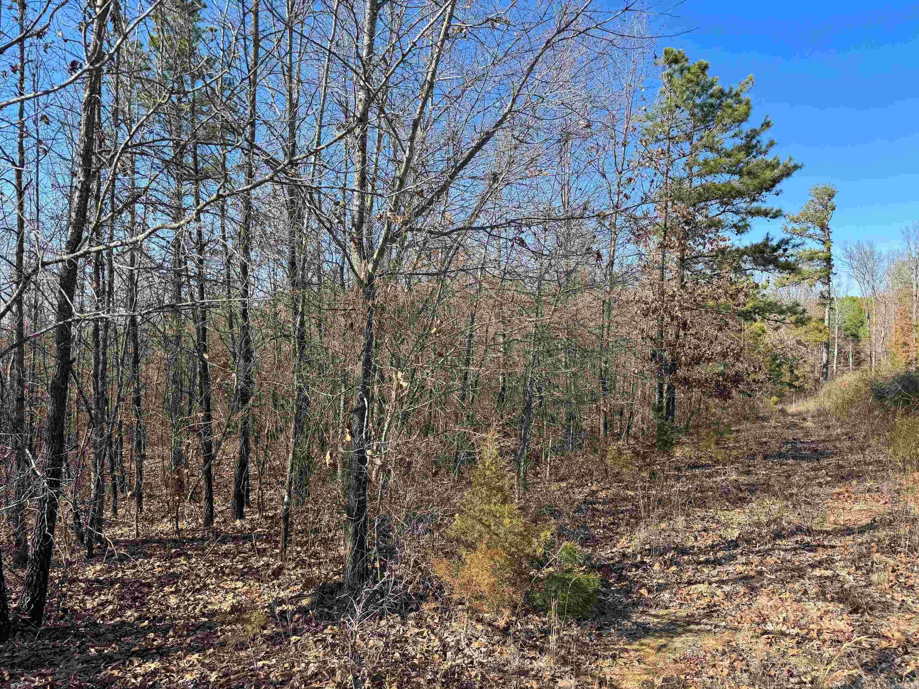 100  Guy  Quitman, AR