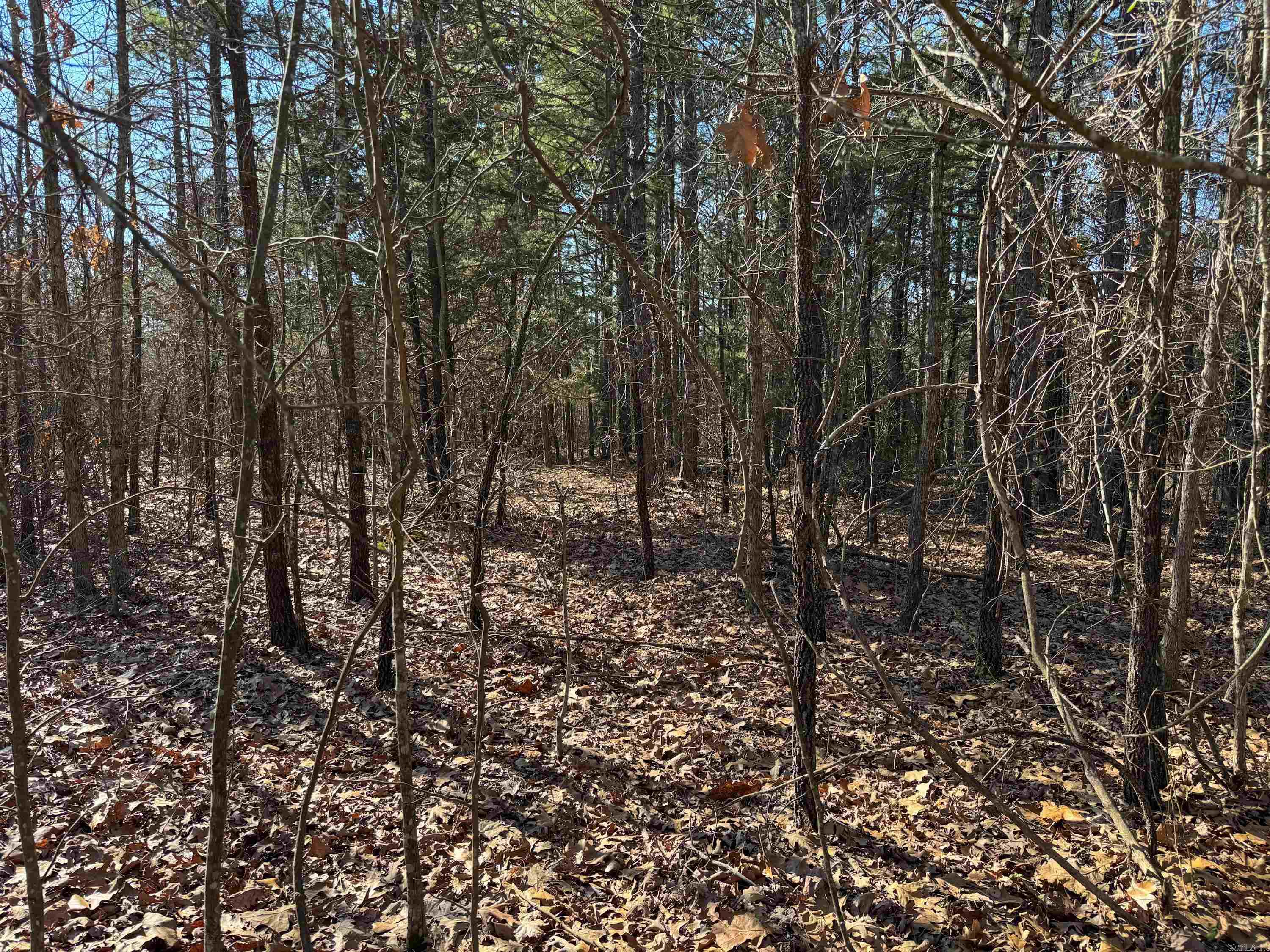 100  Guy  Quitman, AR