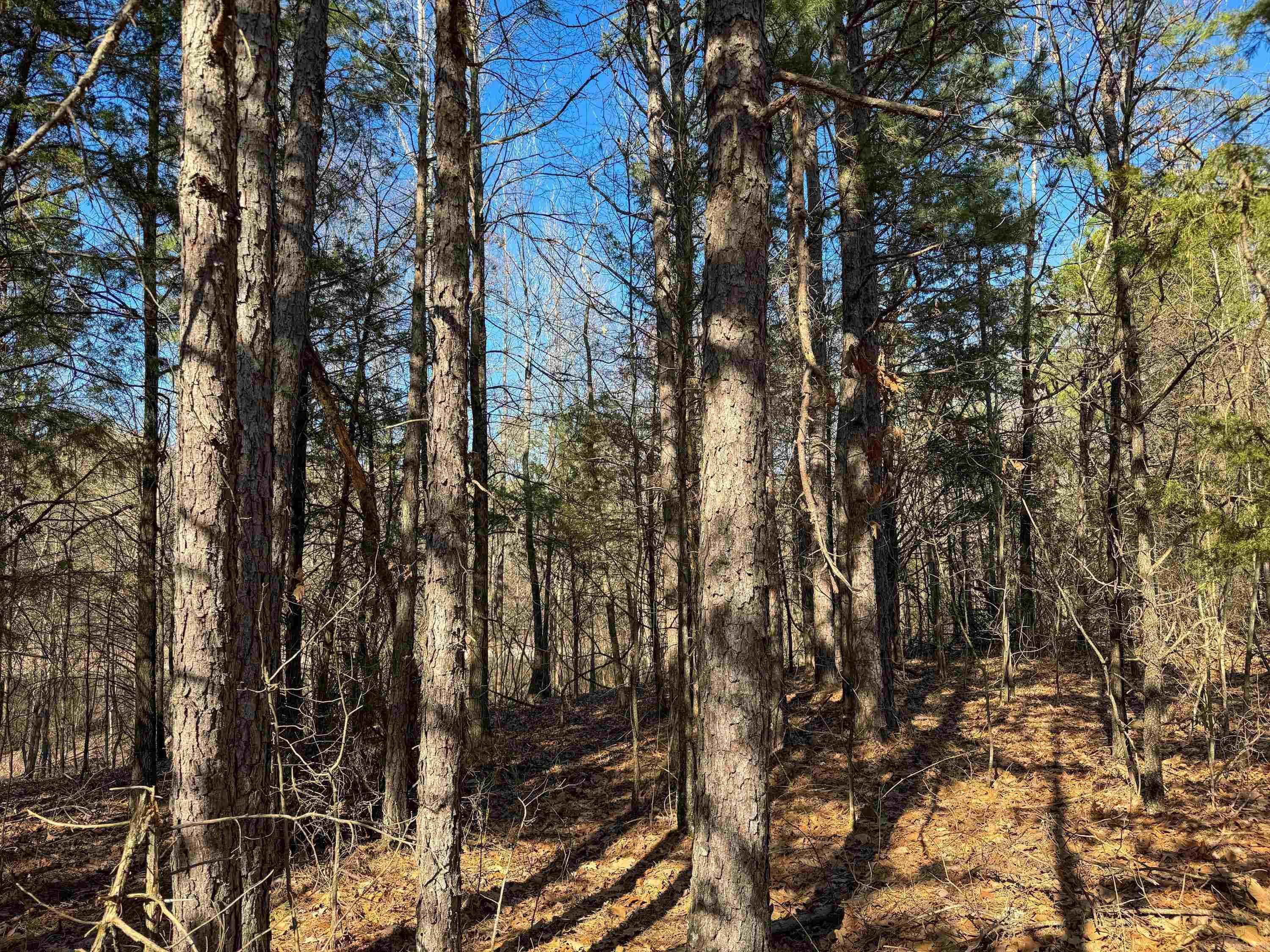 100  Guy  Quitman, AR