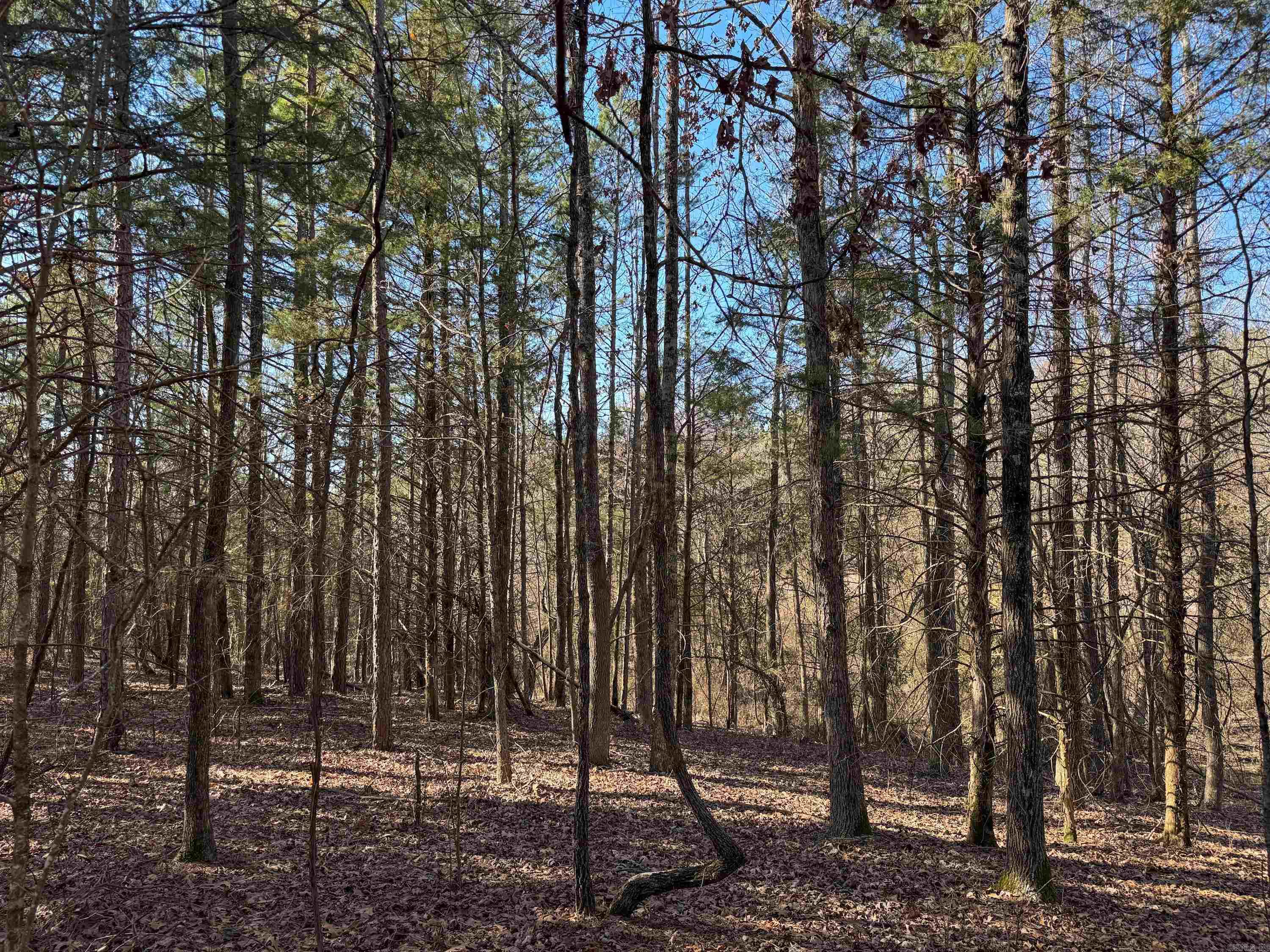 100  Guy  Quitman, AR