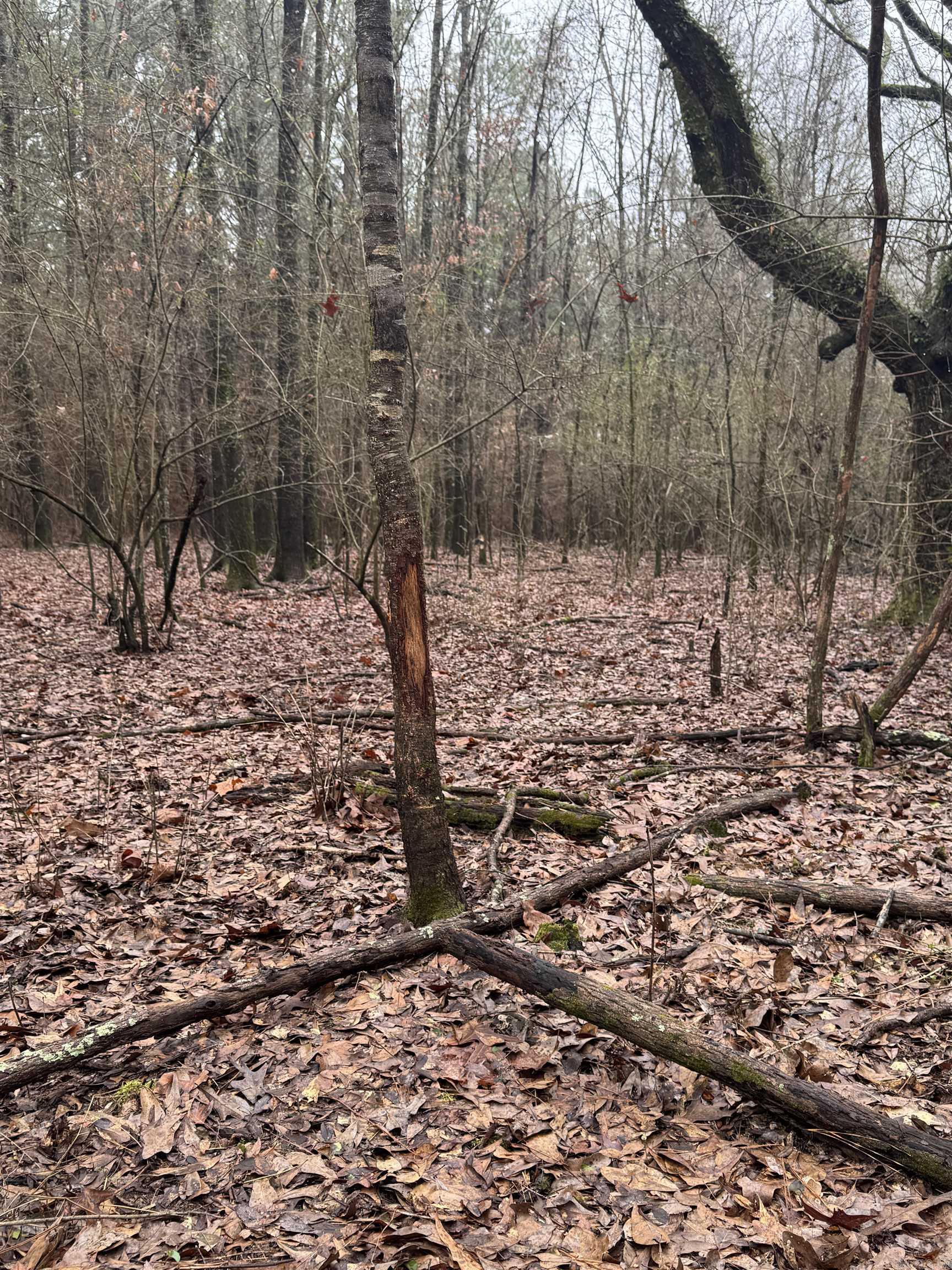 000  County Road 912  Mist, AR