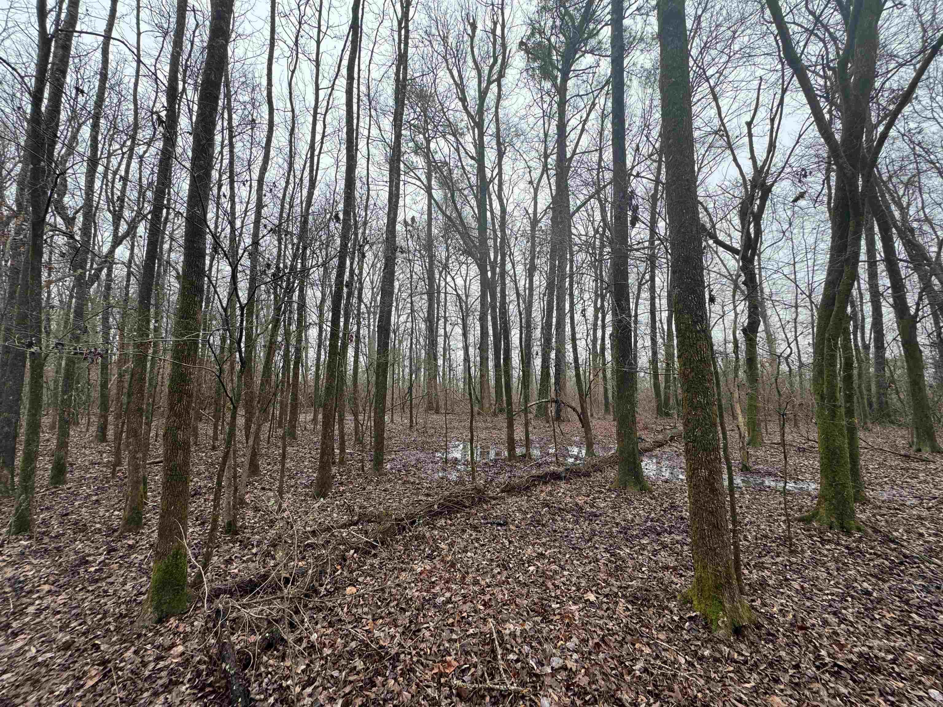 000  County Road 912  Mist, AR