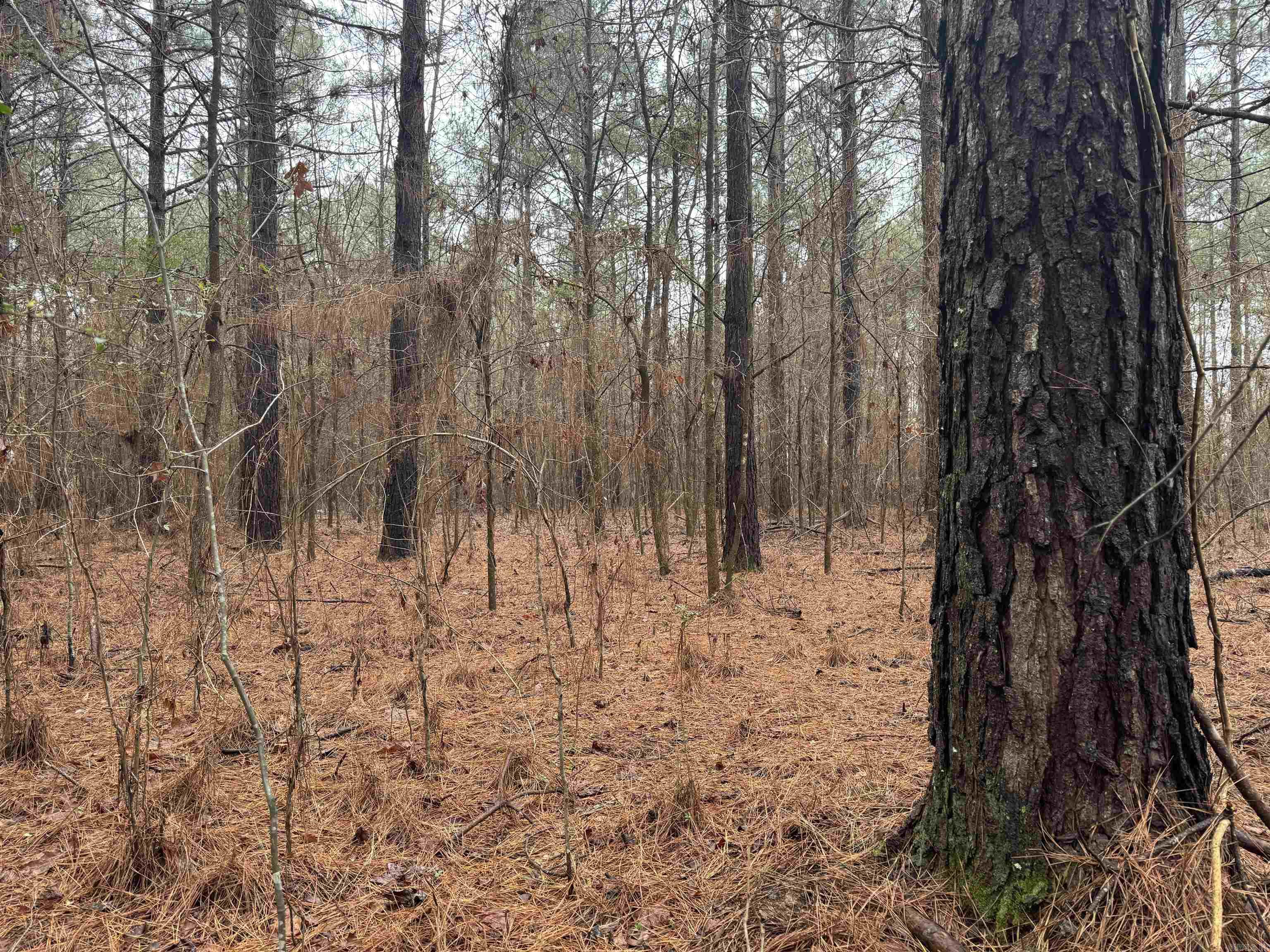 000  County Road 912  Mist, AR