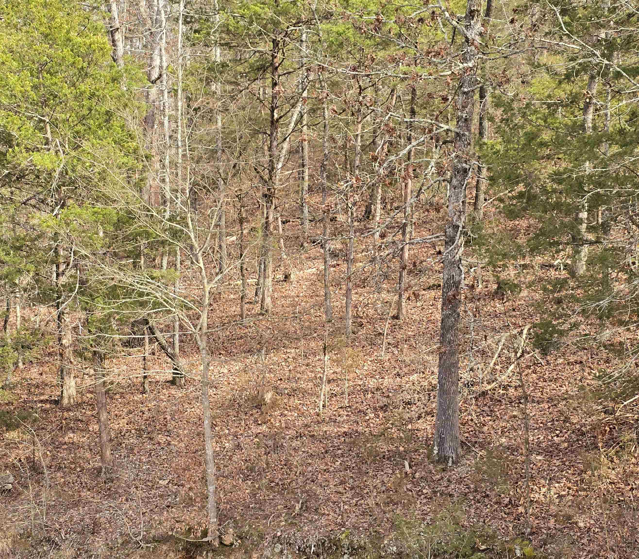 123  Firestone  Yellville, AR