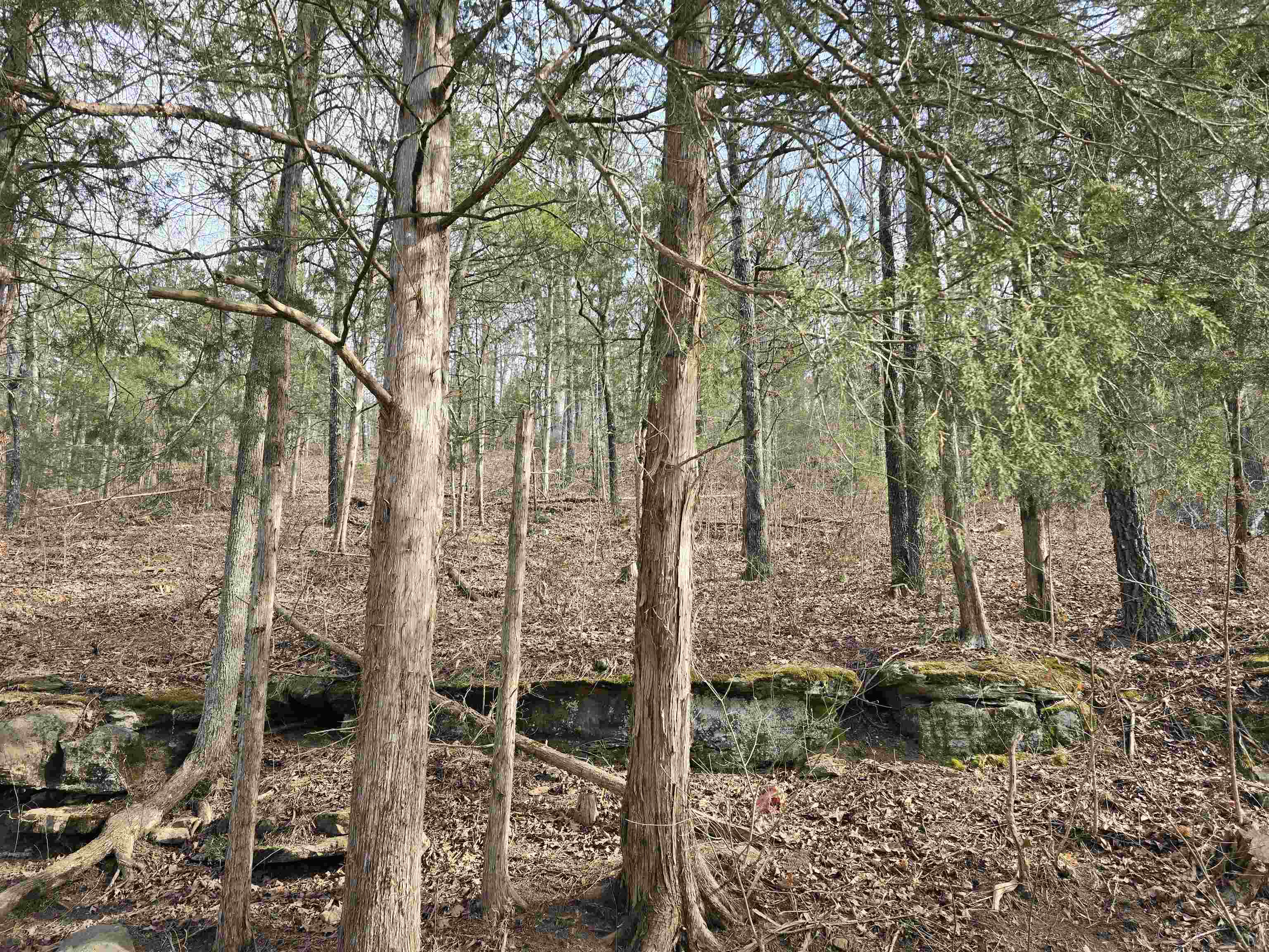 123  Firestone  Yellville, AR