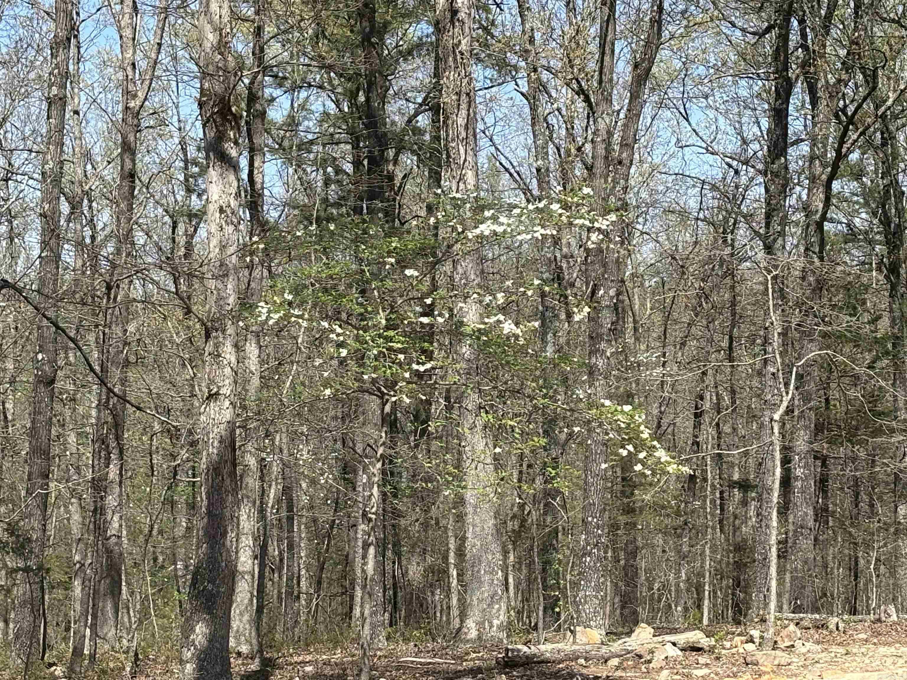 1562  US-167  Evening Shade, AR