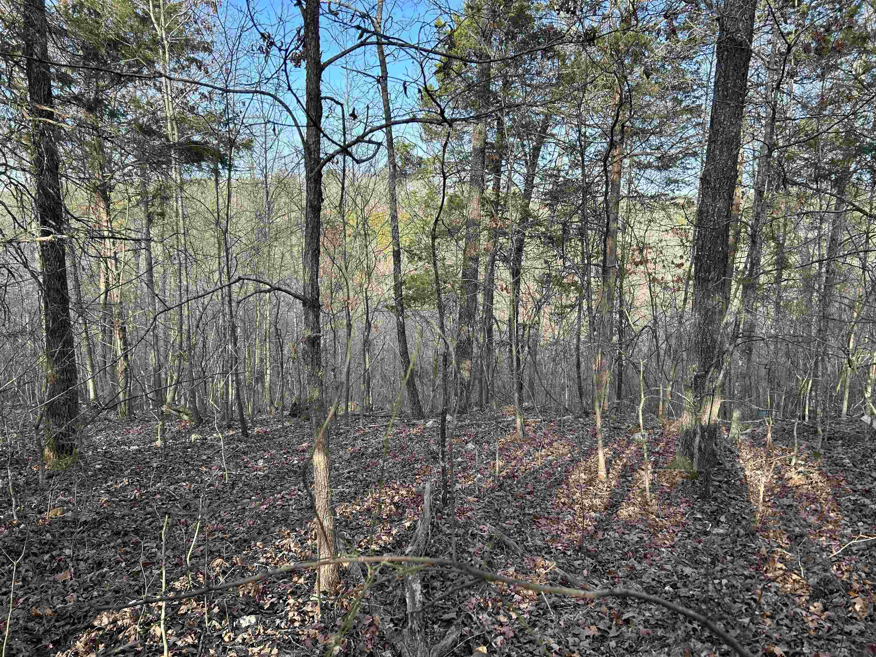 000  County Road 145  Alton, MO