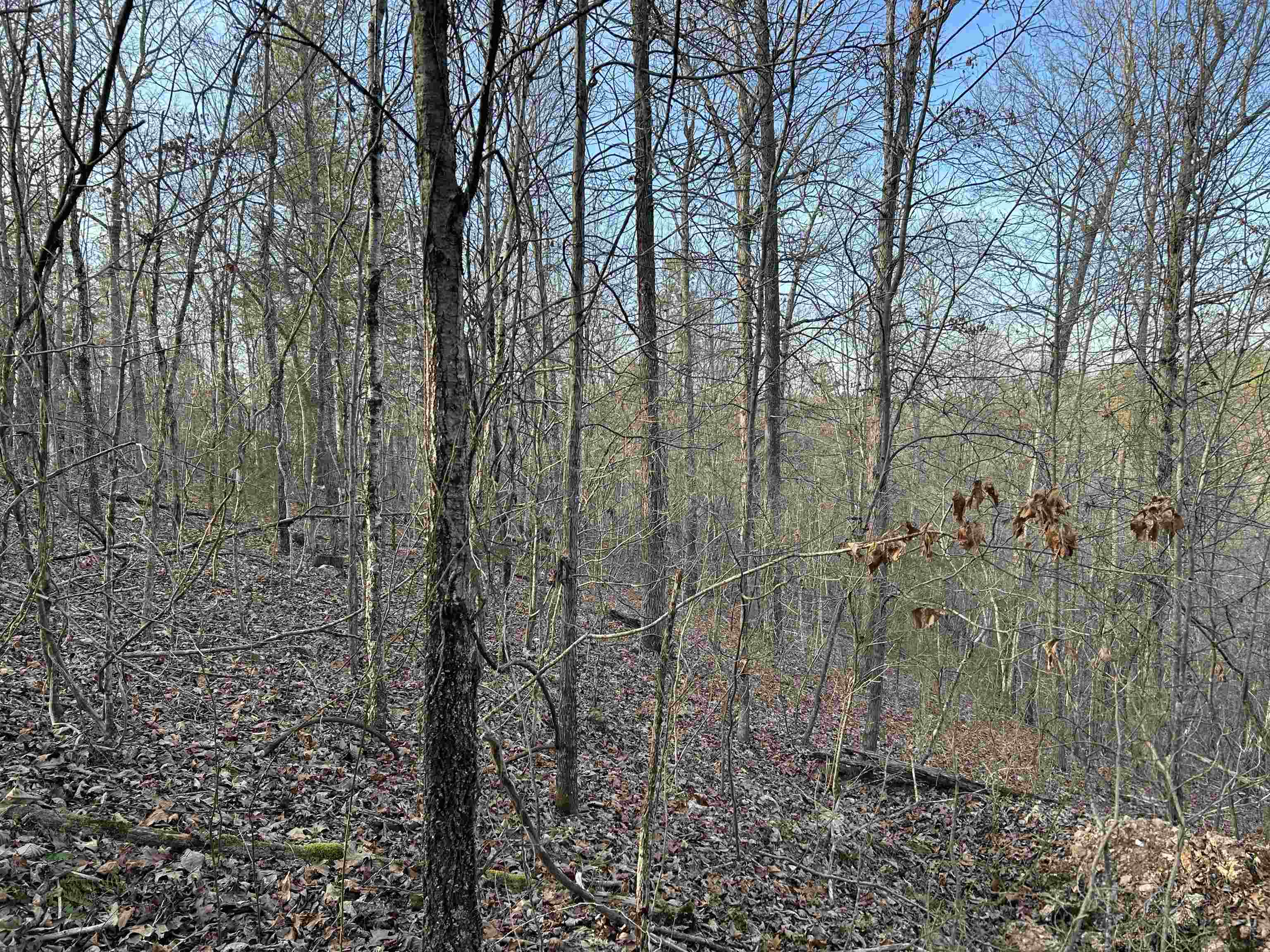 000  County Road 145  Alton, MO