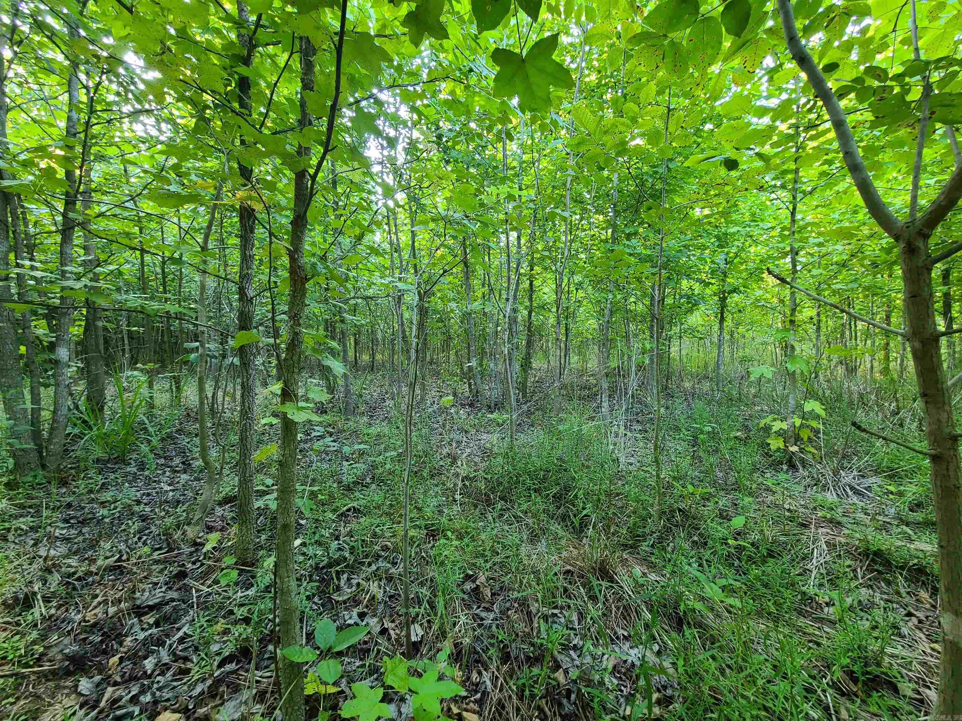 2406  Clay 247  Corning, AR